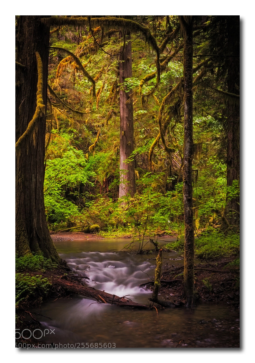 Canon EOS-1Ds Mark III sample photo. Oregon woods photography