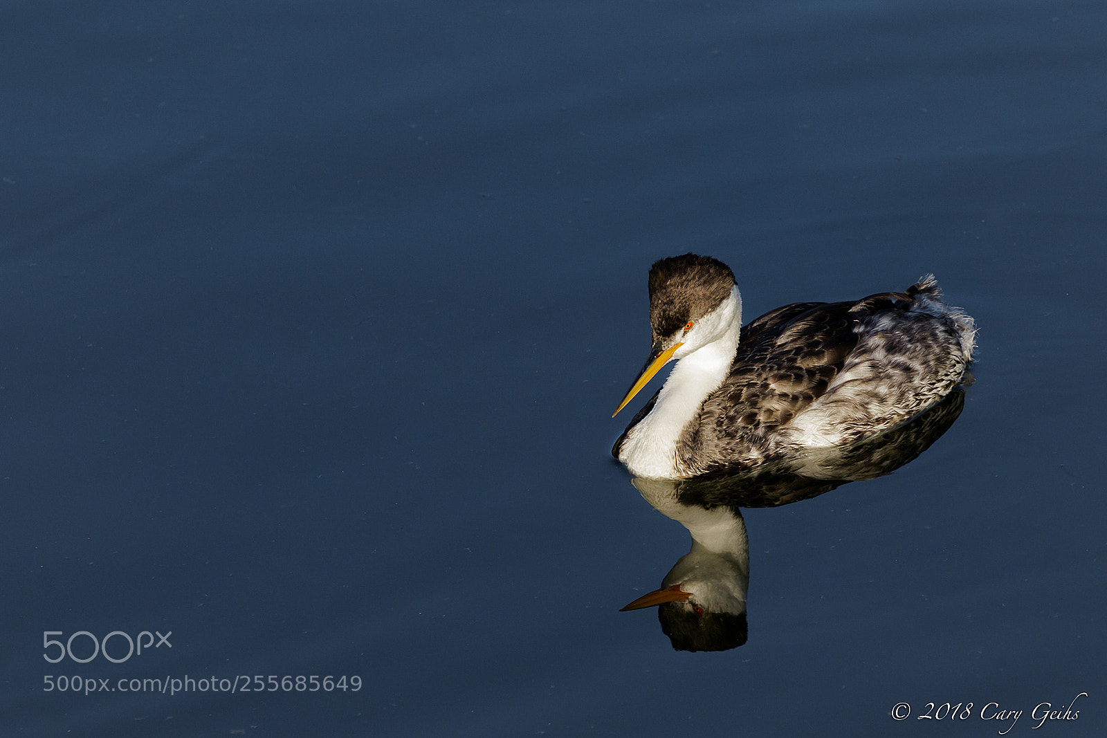 Canon EOS 7D Mark II sample photo. Clark’s grebe photography