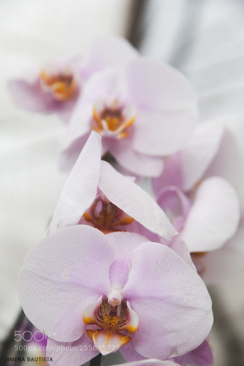 Canon EOS 5D Mark II sample photo. Img photography