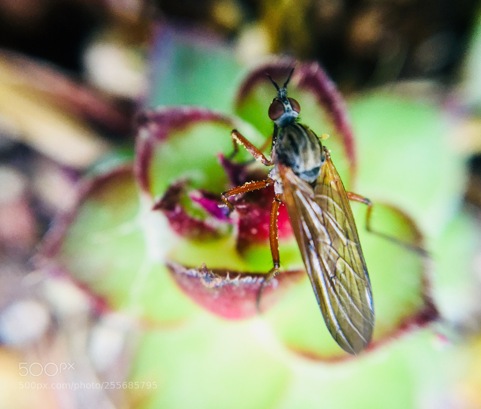 Apple iPhone 6s sample photo. Succulent fly photography