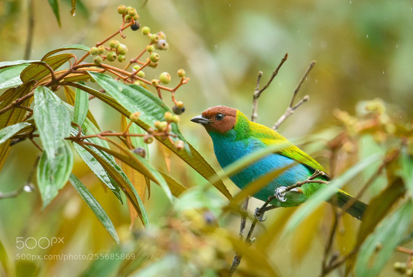 Nikon D850 sample photo. Bay headed tanager photography