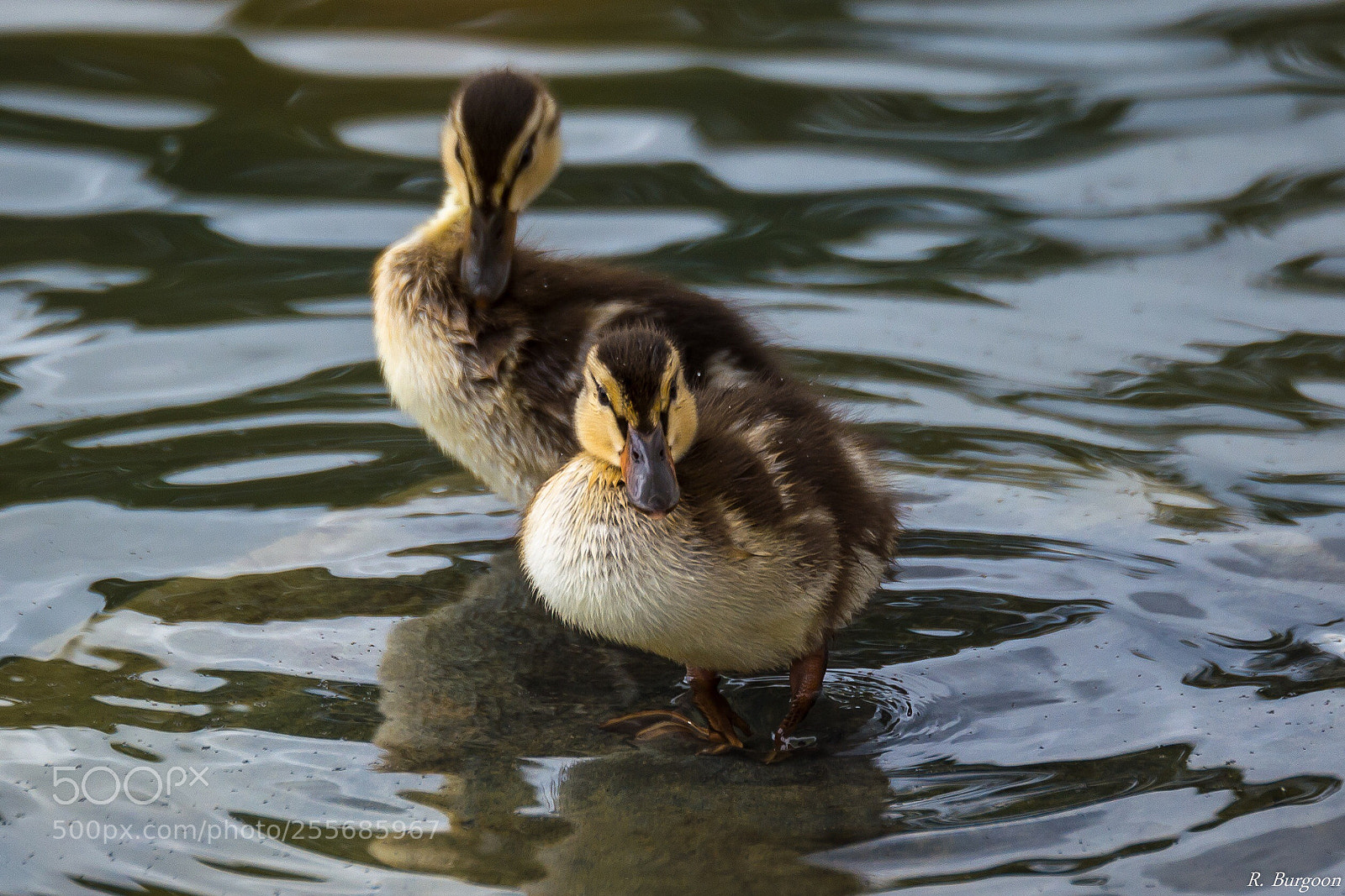 Nikon D5200 sample photo. Spring ducks photography