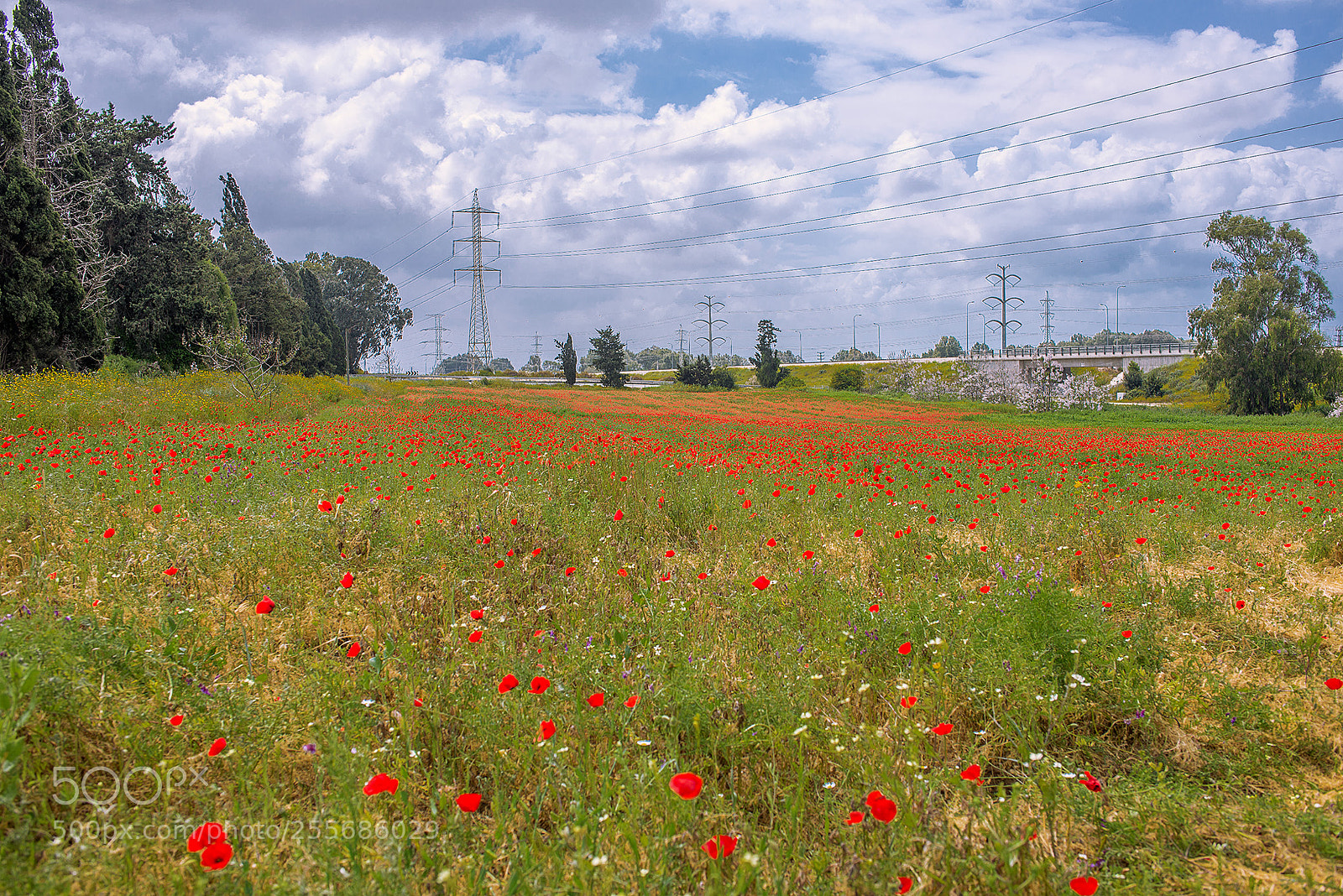 Nikon D600 sample photo. Field of poppies photography