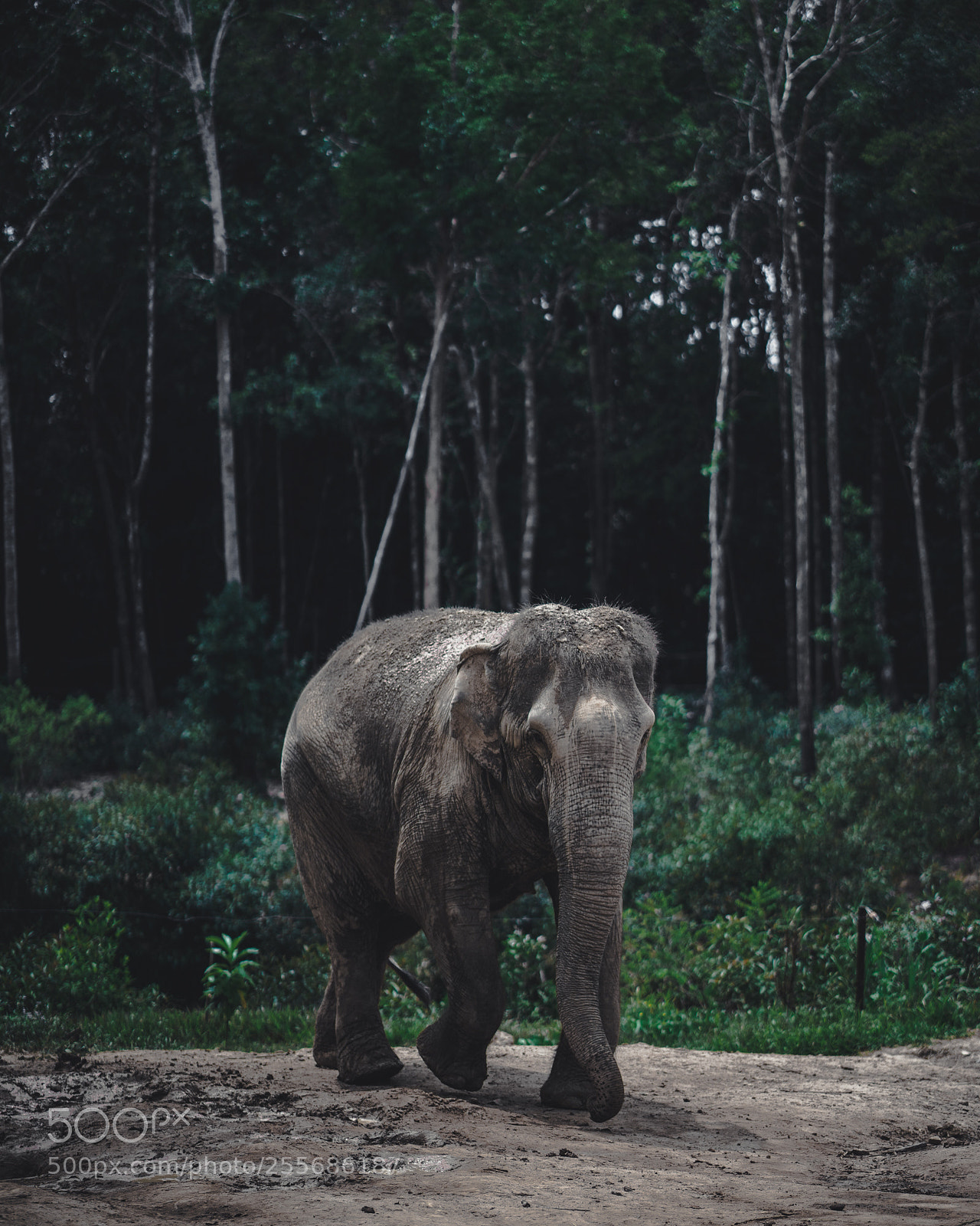 Sony a7 II sample photo. Ele photography