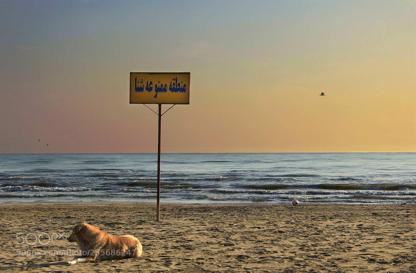 Canon EOS 60D sample photo. Free flight photography
