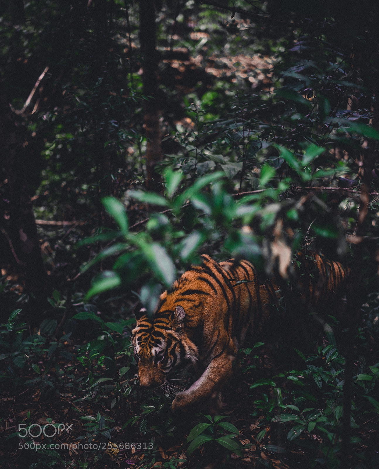 Sony a7 II sample photo. Eye of the tiger photography