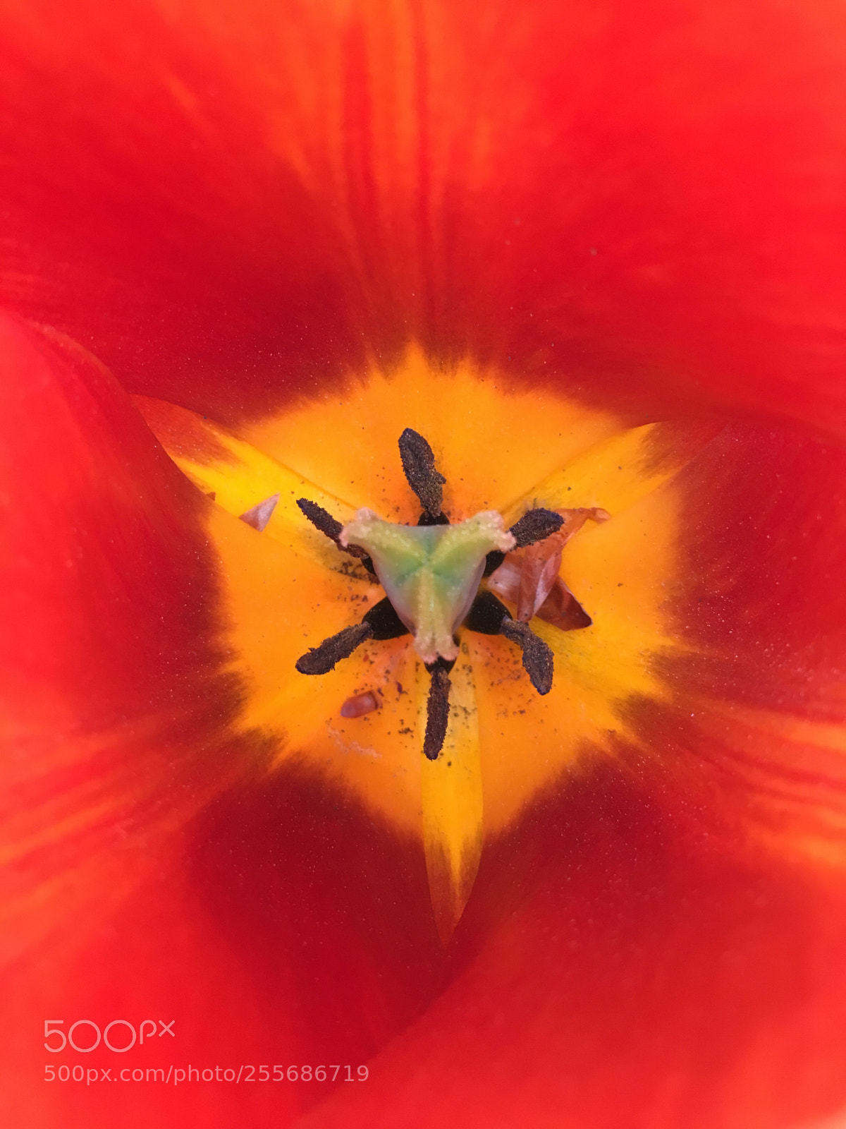 Apple iPhone 6s sample photo. Tulipe  photography