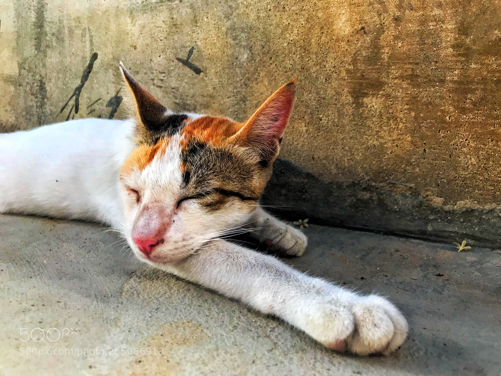 Apple iPhone 7 Plus sample photo. Sleepy photography