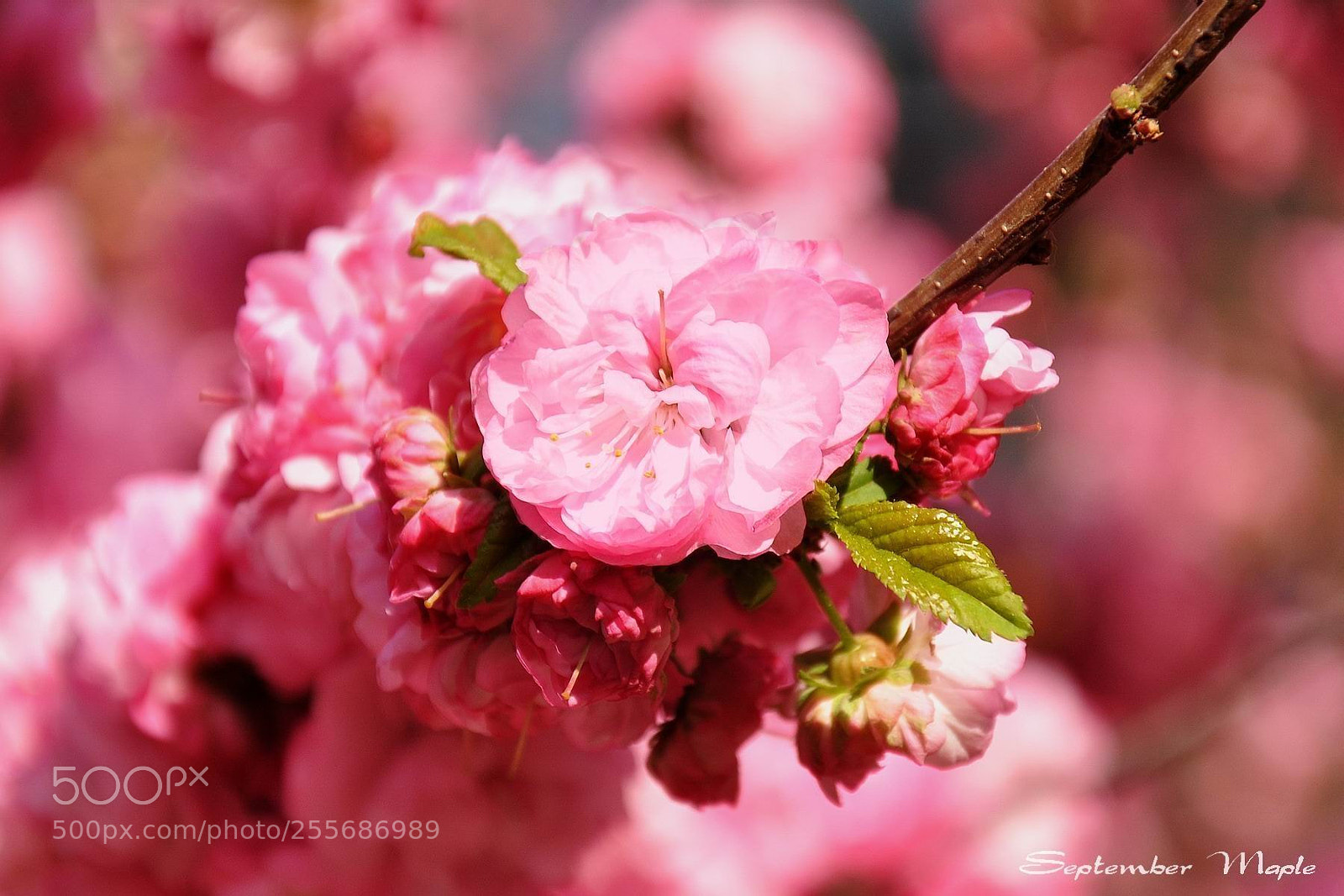 Nikon D90 sample photo. 春天的装点之四 photography