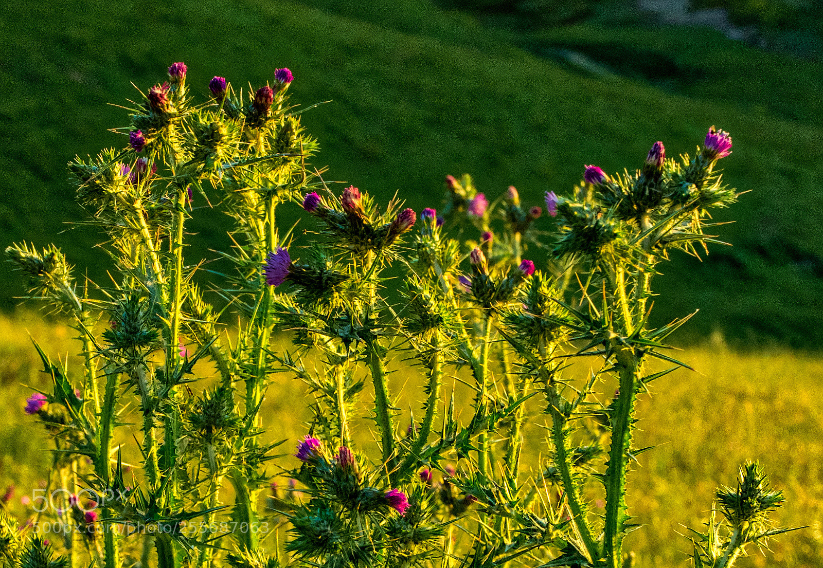 Pentax K-3 II sample photo. Brushy peak - sunset photography