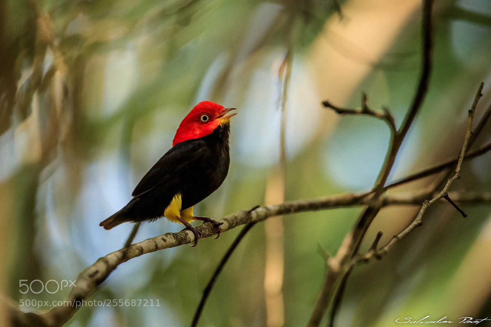 Canon EOS-1D X Mark II sample photo. Manakin cabeza roja photography
