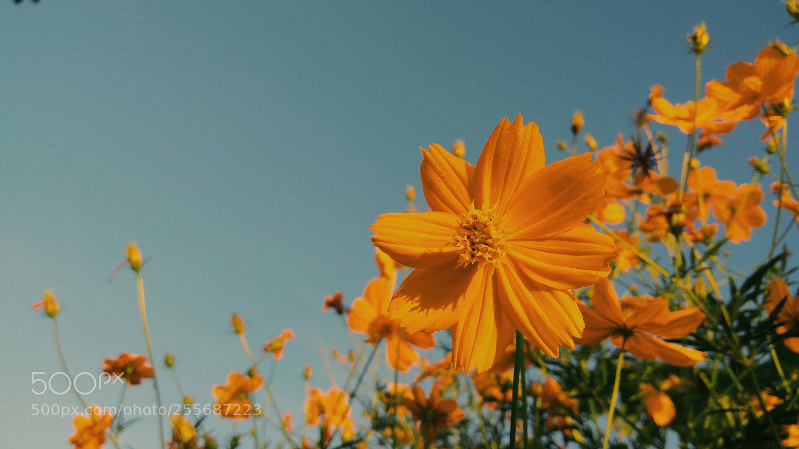 Xiaomi Redmi Note3 sample photo. What is love photography