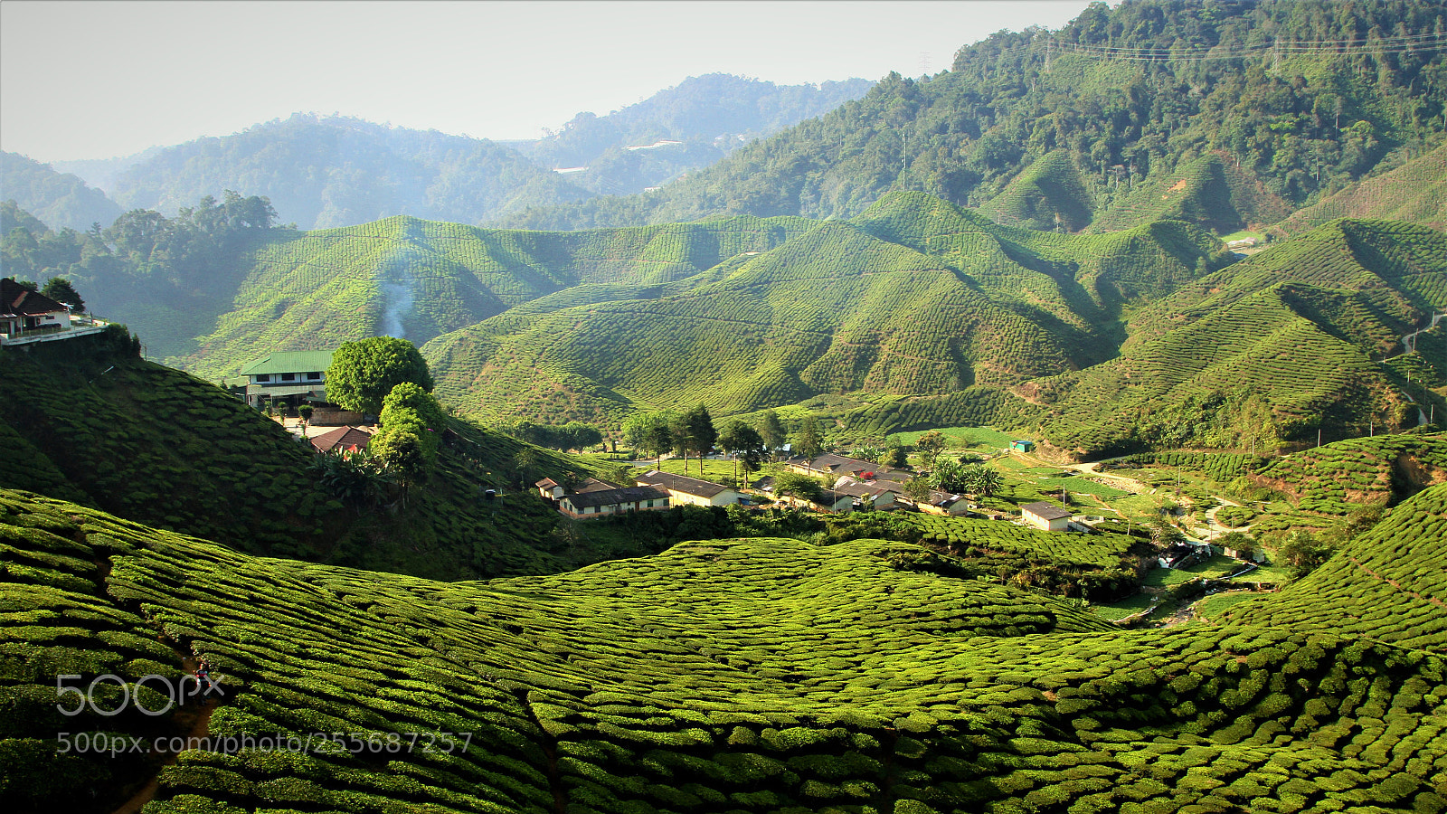Canon EOS 7D sample photo. Tea estate photography