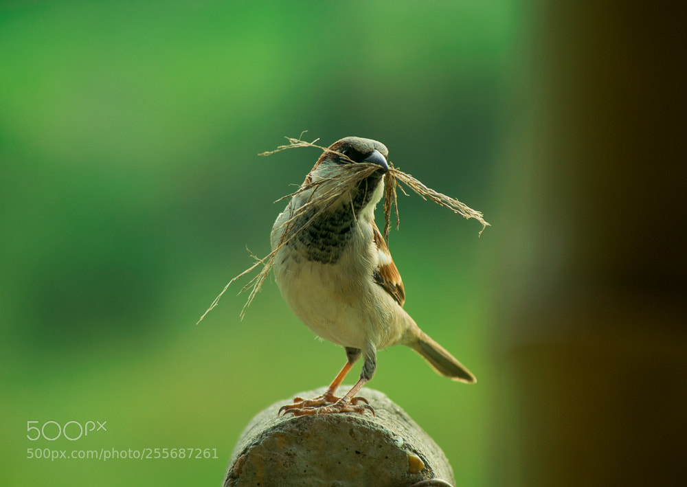 Nikon D5300 sample photo. Working sparrow photography