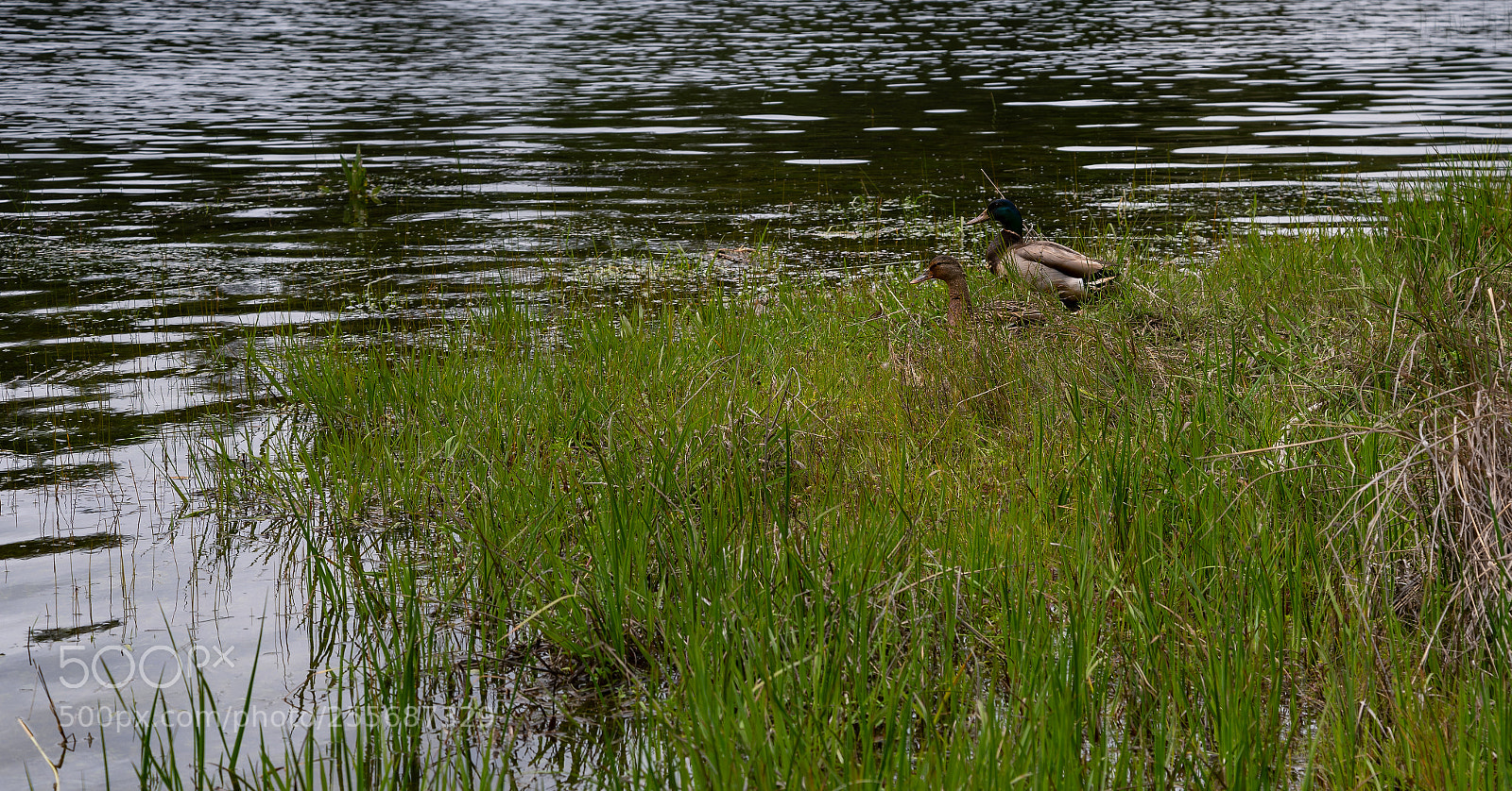 Nikon D850 sample photo. Love is in the photography