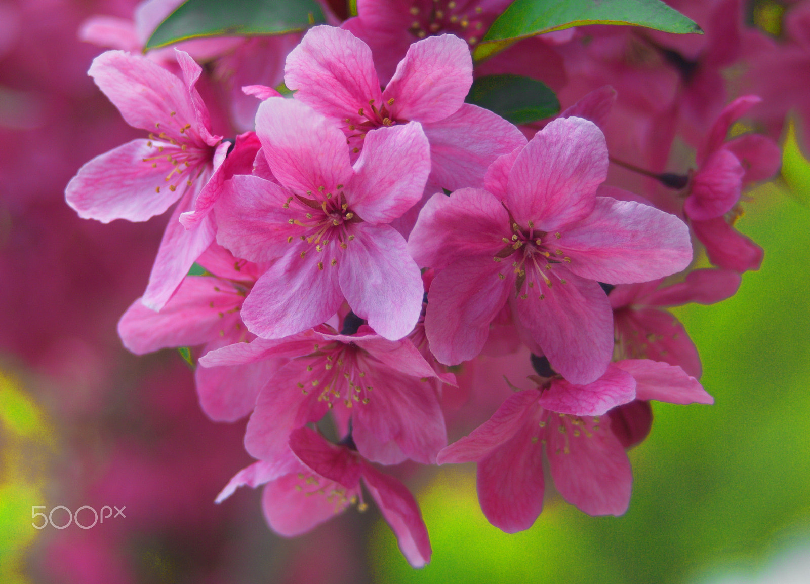 Nikon D3000 sample photo. Crab apple blossoms malus photography