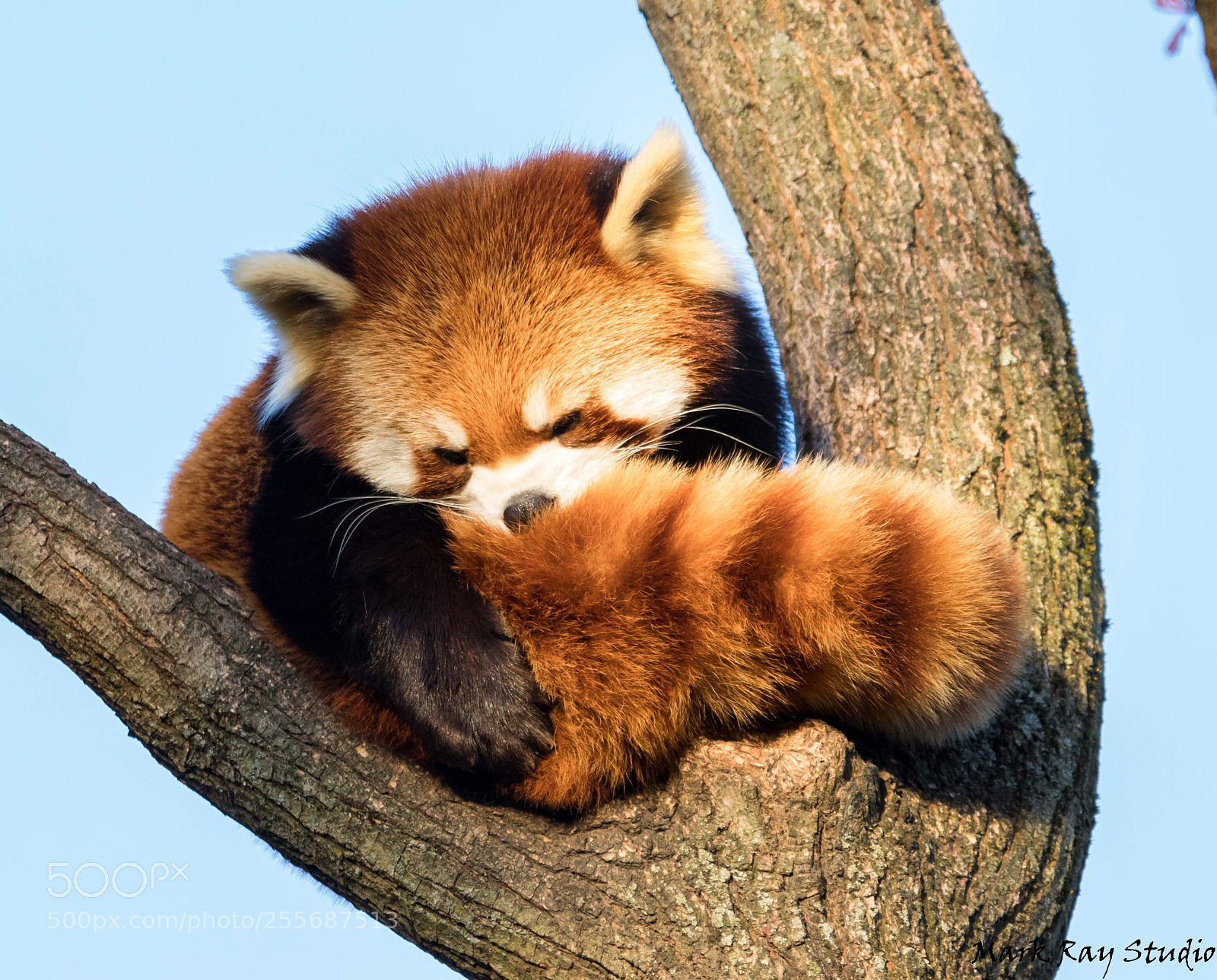 Canon EOS 80D sample photo. Red panda photography