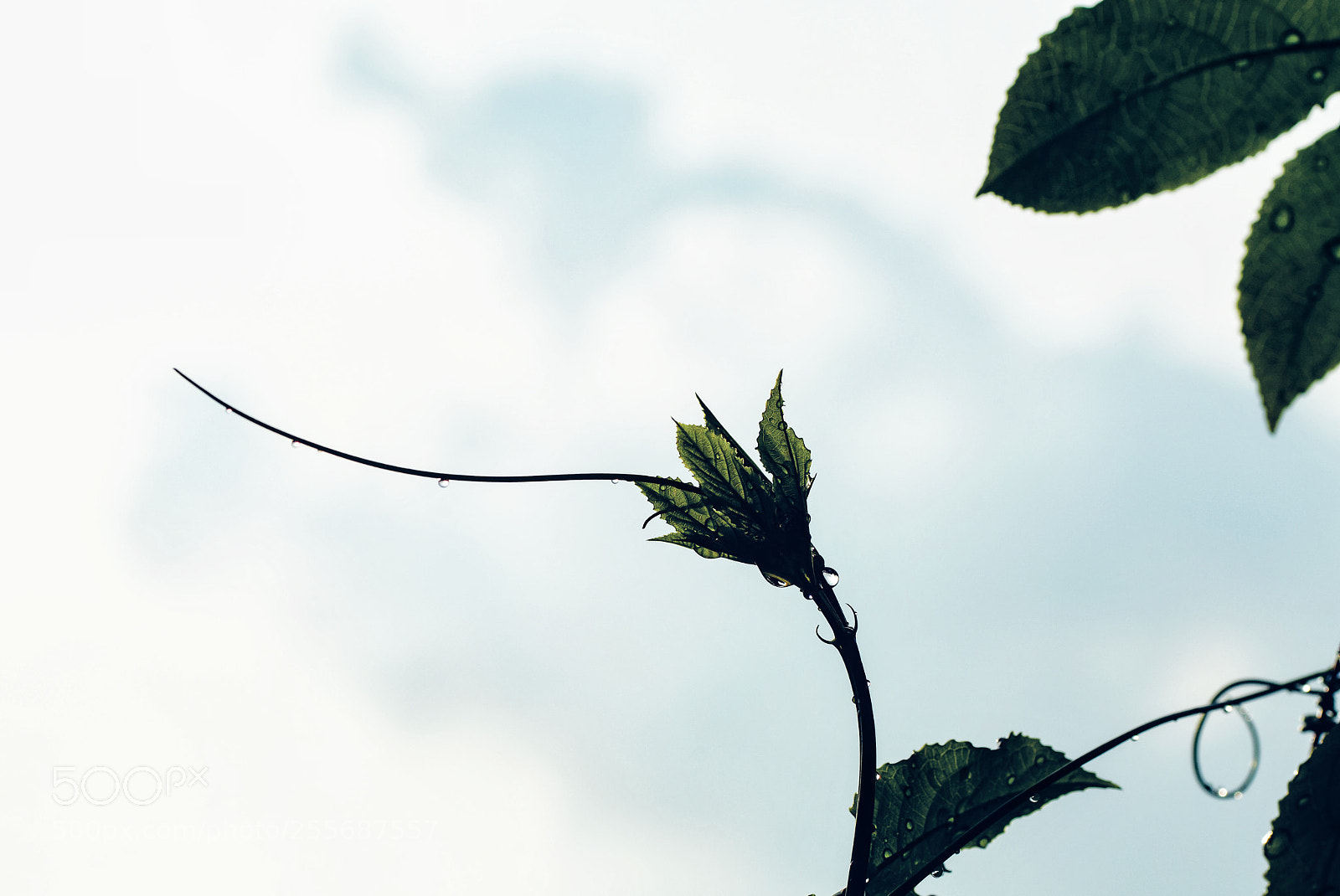 Nikon D7100 sample photo. Untitled photography