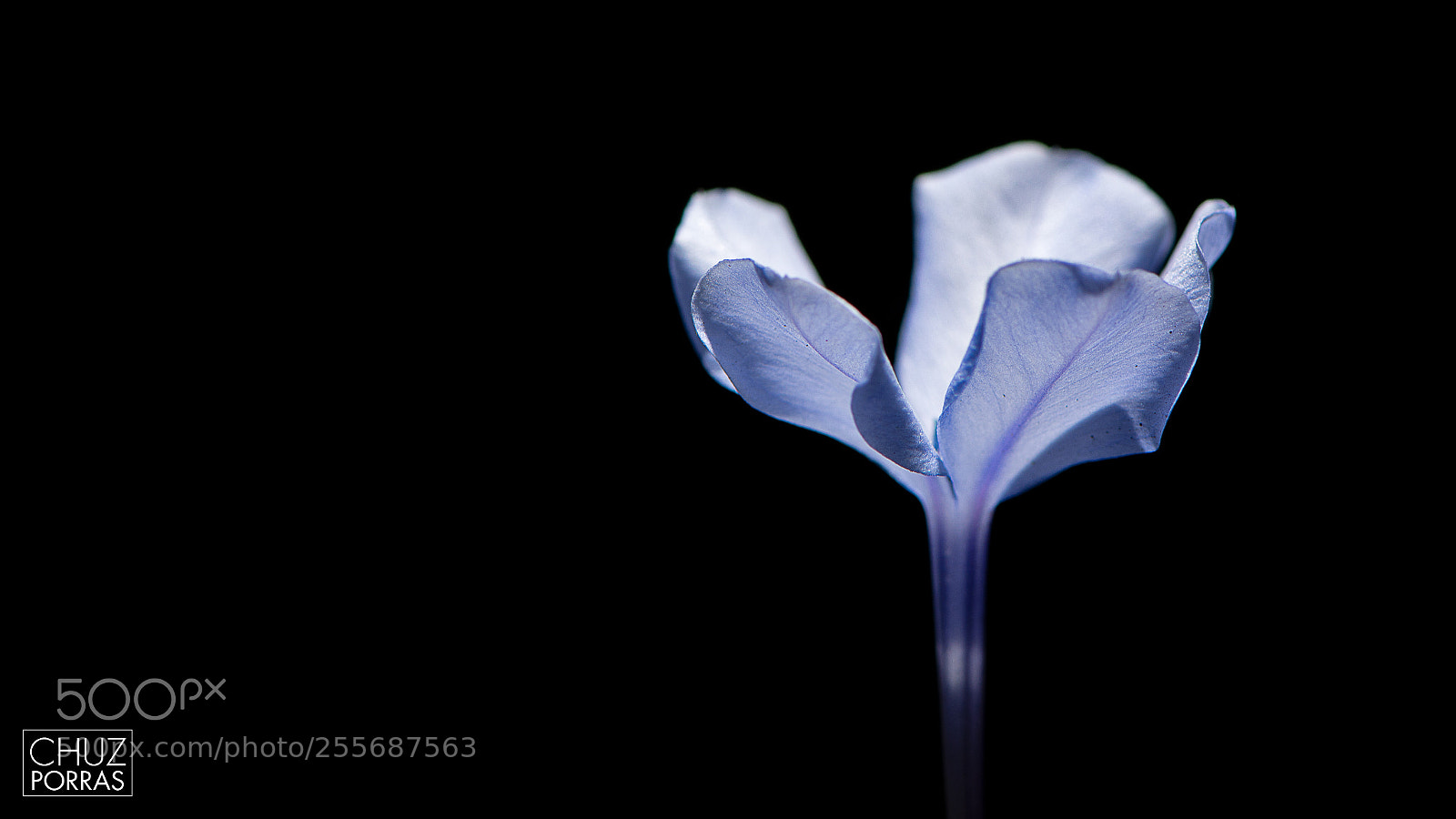Nikon D7100 sample photo. Jazmin azul at night photography