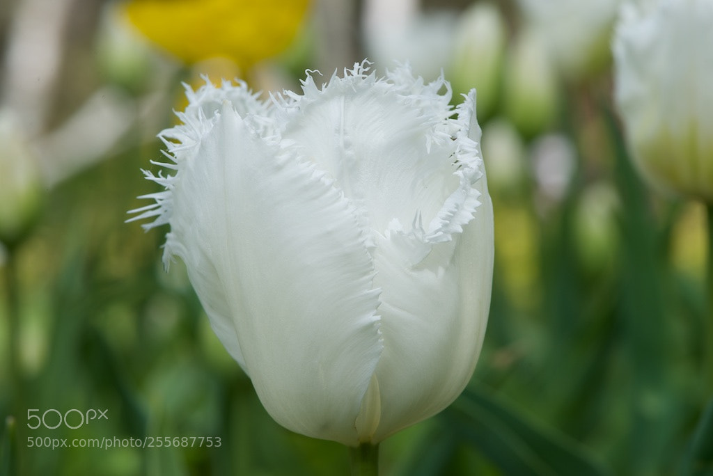 Nikon D600 sample photo. White tulip photography