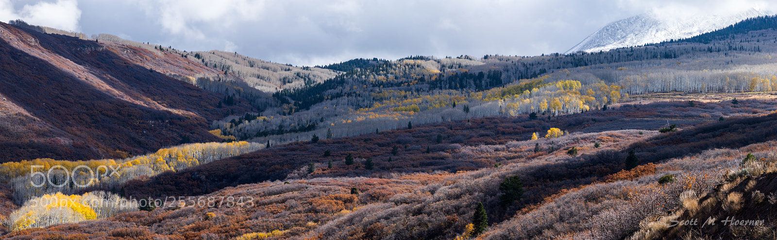 Canon EOS-1Ds Mark II sample photo. Utah aspens photography