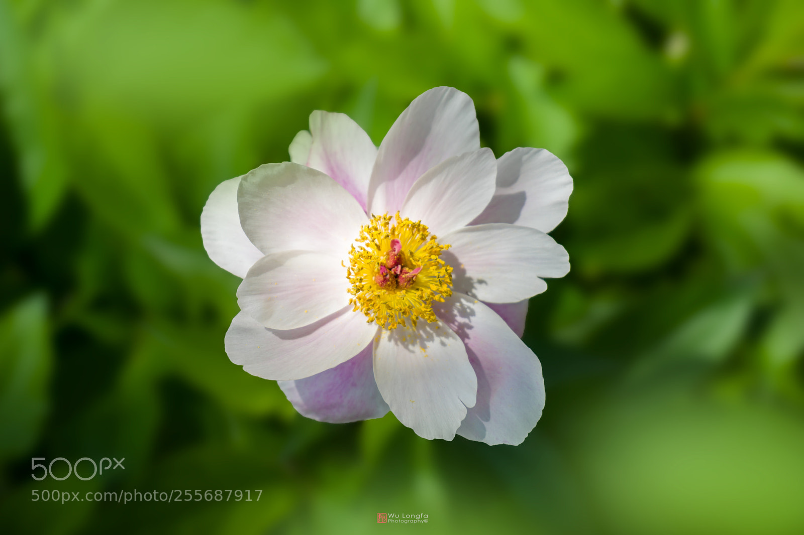 Sony a7 II sample photo. Peony 牡丹 photography
