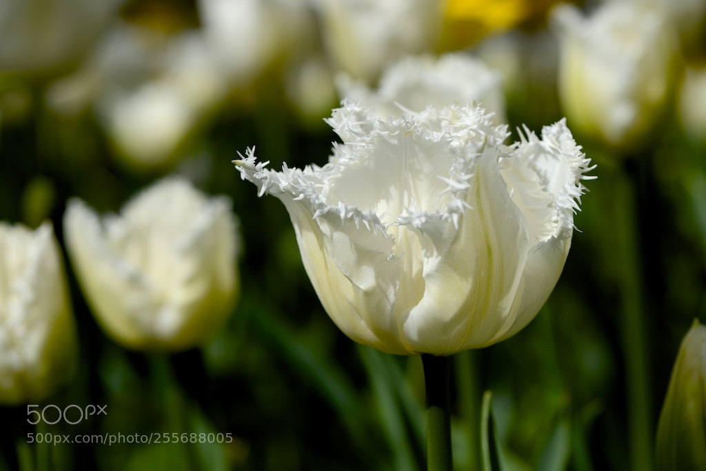 Nikon D600 sample photo. White tulips photography