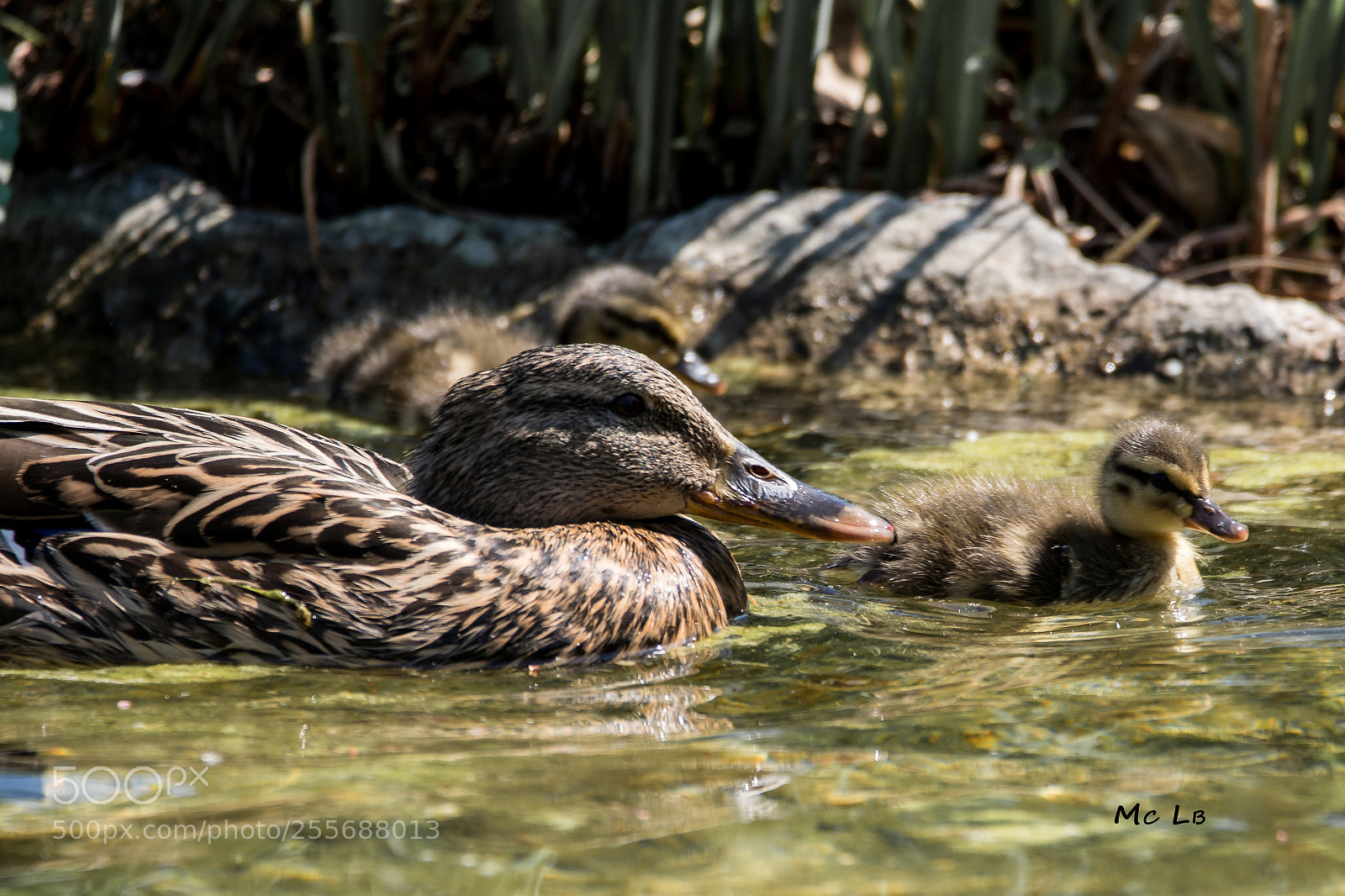 Nikon D7100 sample photo. Anas platyrhynchos - mother photography