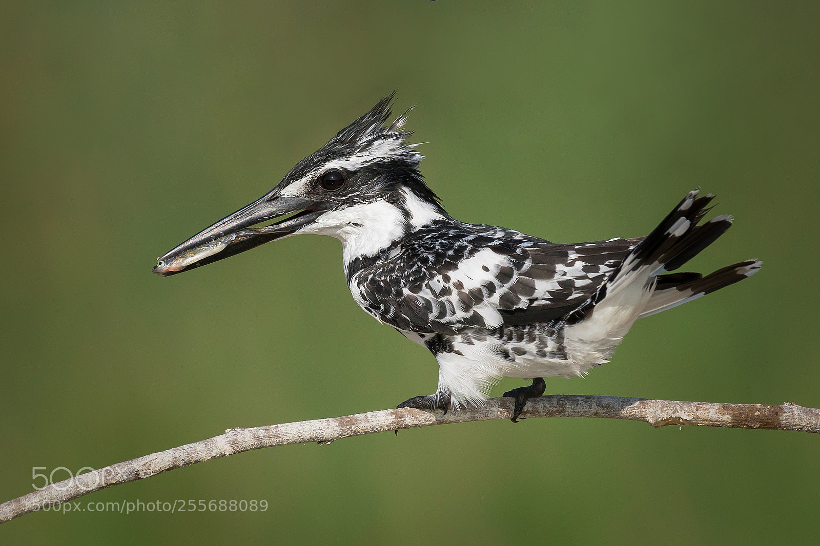 Nikon D500 sample photo. Lesser pied kingfisher with photography