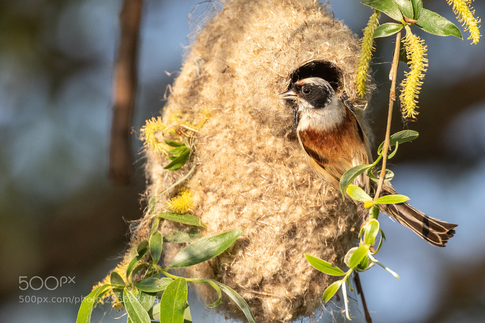 Canon EOS 7D Mark II sample photo. Eurasian penduline tit photography