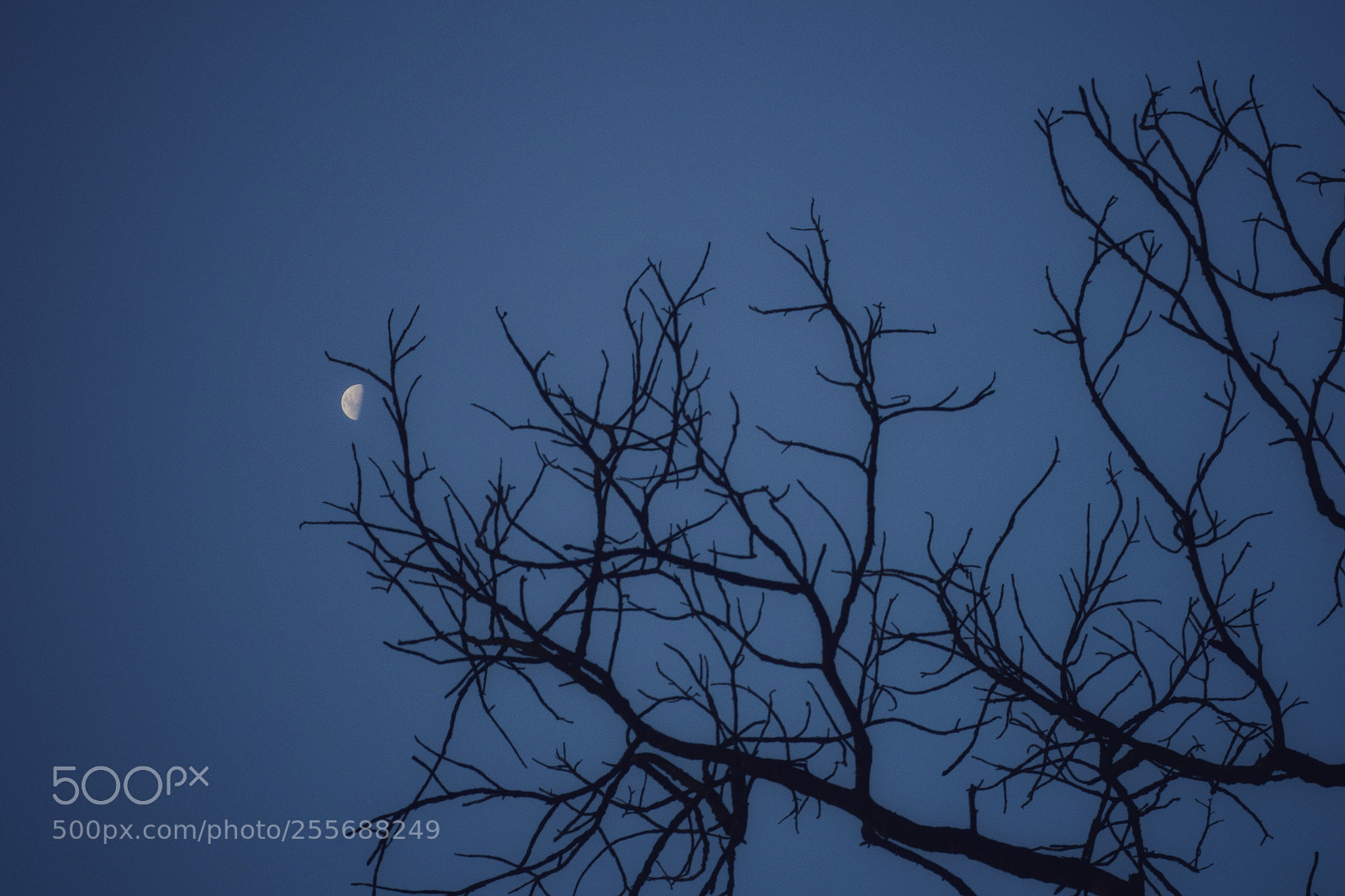 Nikon D5300 sample photo. Moonlit photography