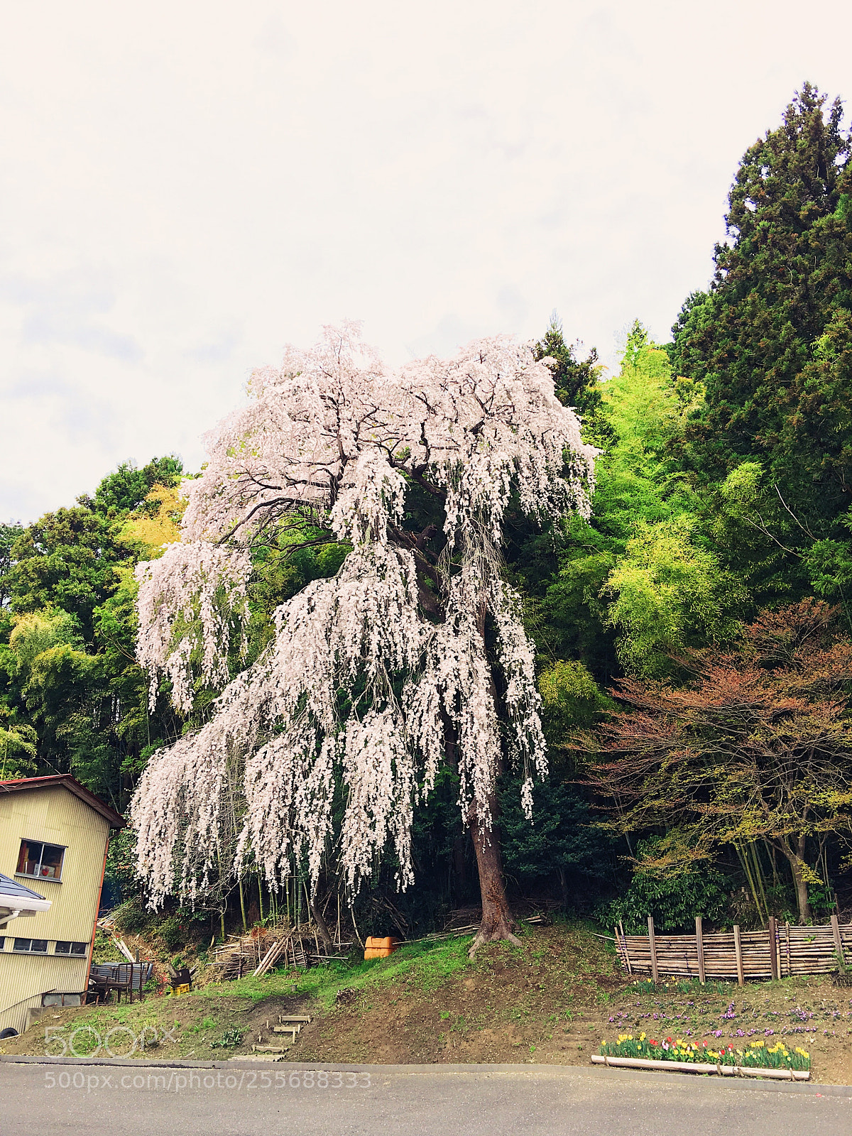 Apple iPhone 6s Plus sample photo. Ｓａｋｕｒａ photography