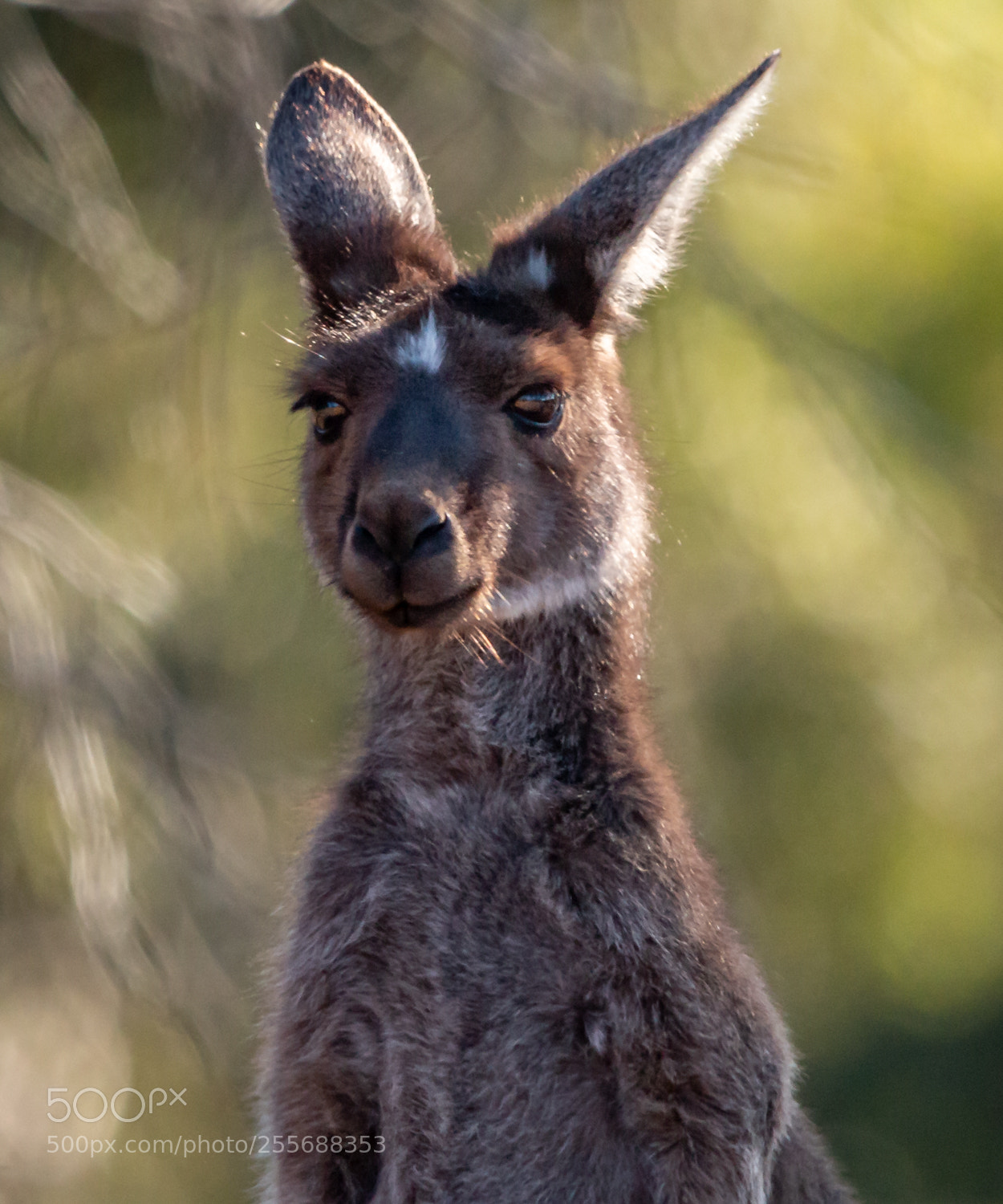 Canon EOS 70D sample photo. The kangaroo photography
