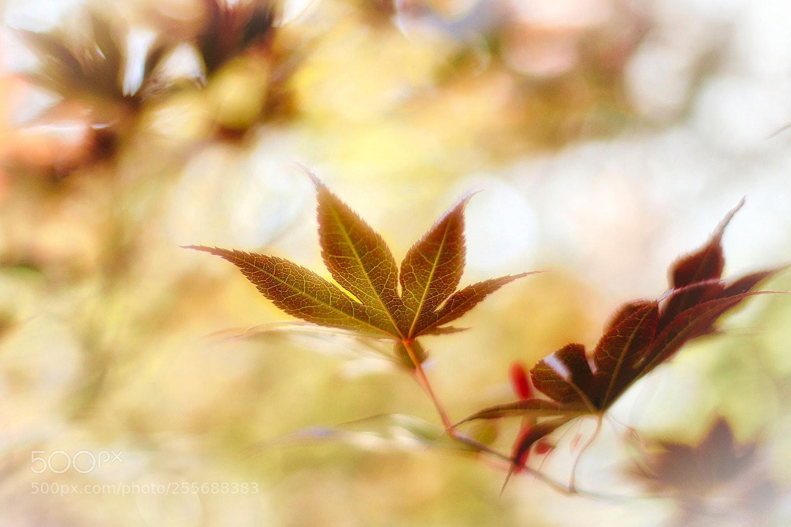 Canon EOS 6D sample photo. Leaf photography