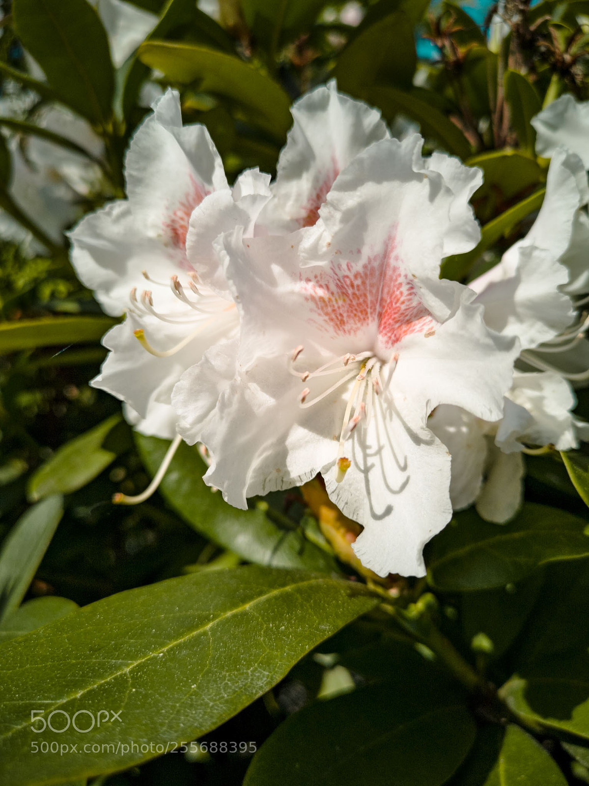 HUAWEI CLT-L29 sample photo. Lovely rhododendron photography