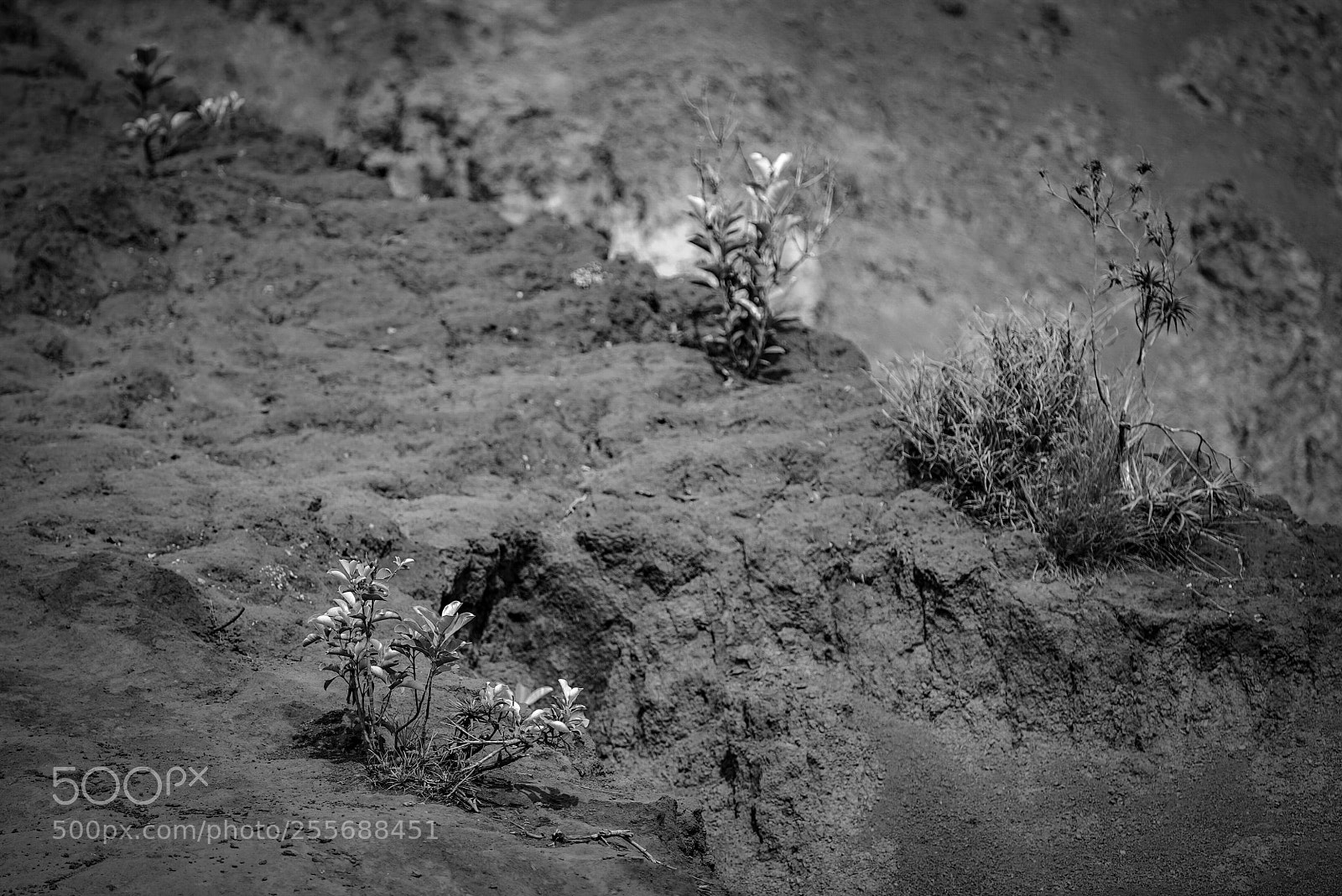 Sony a7S sample photo. New caledonia botanical, south. photography