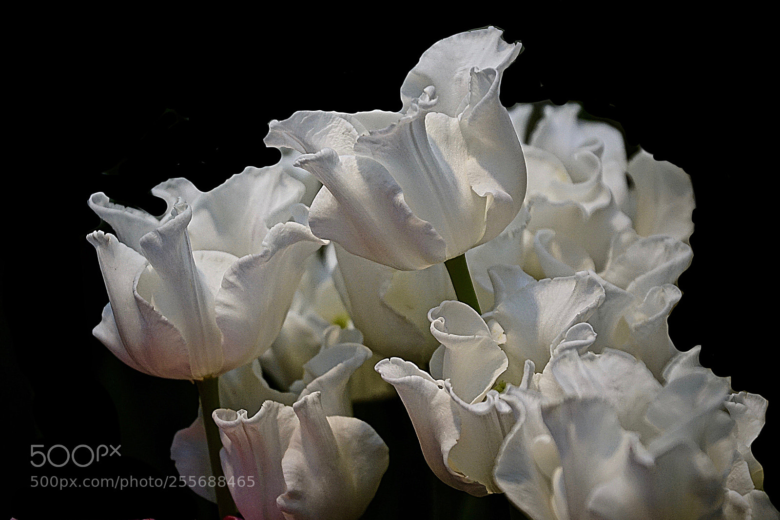 Sony ILCA-77M2 sample photo. Tulips photography