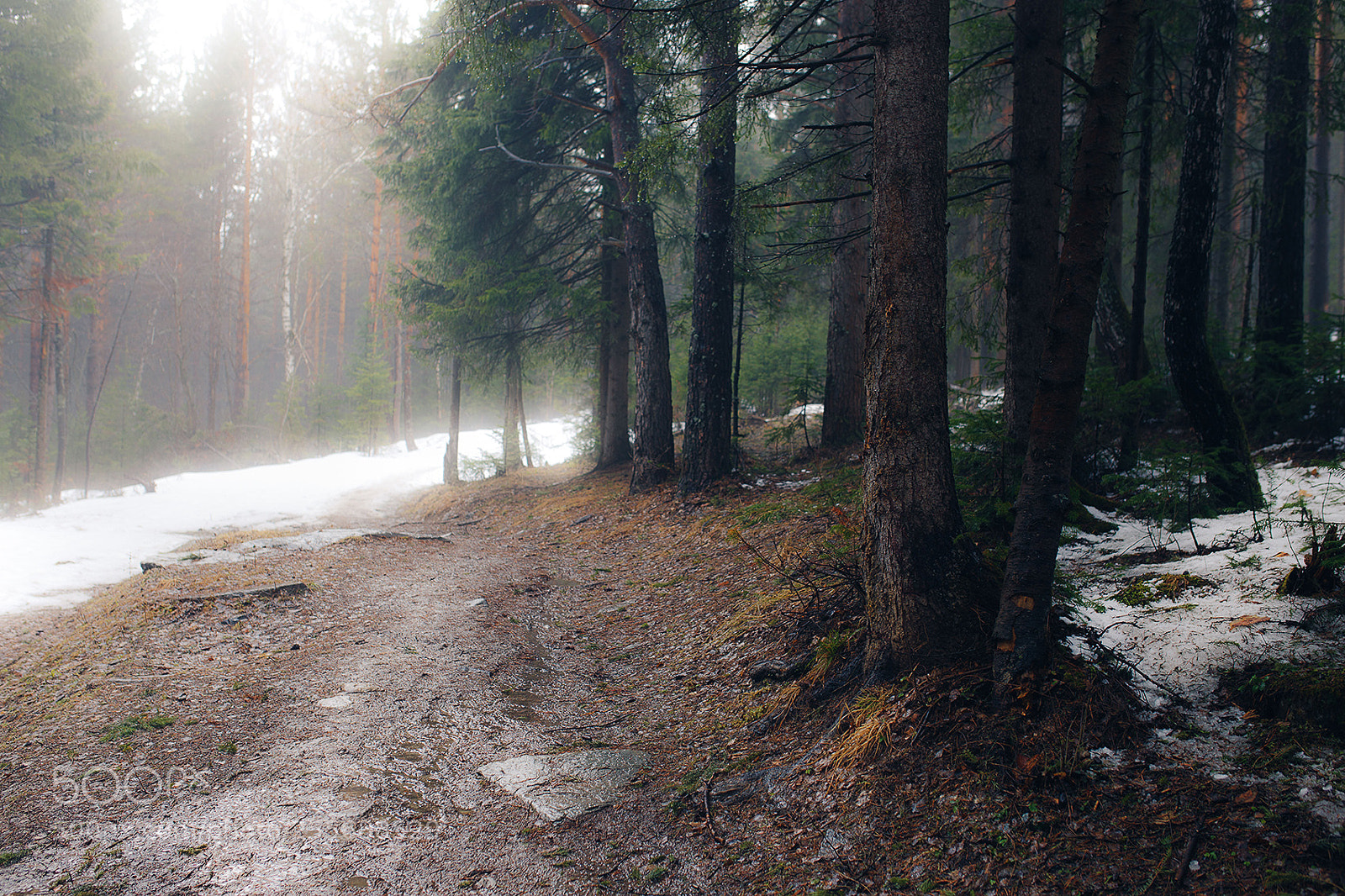 Canon EOS 6D sample photo. Spring forest photography