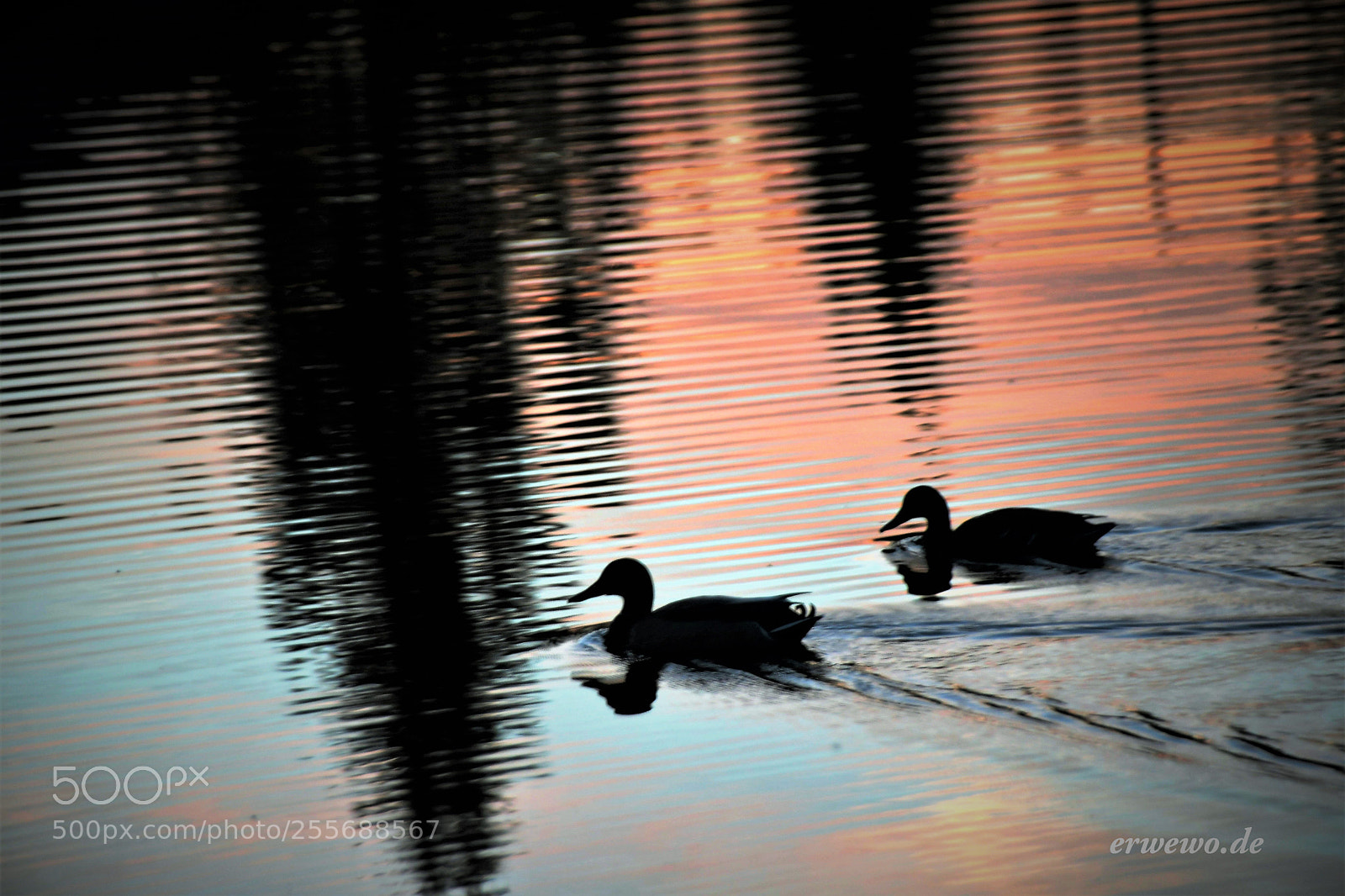 Nikon D500 sample photo. Abendstimmung photography