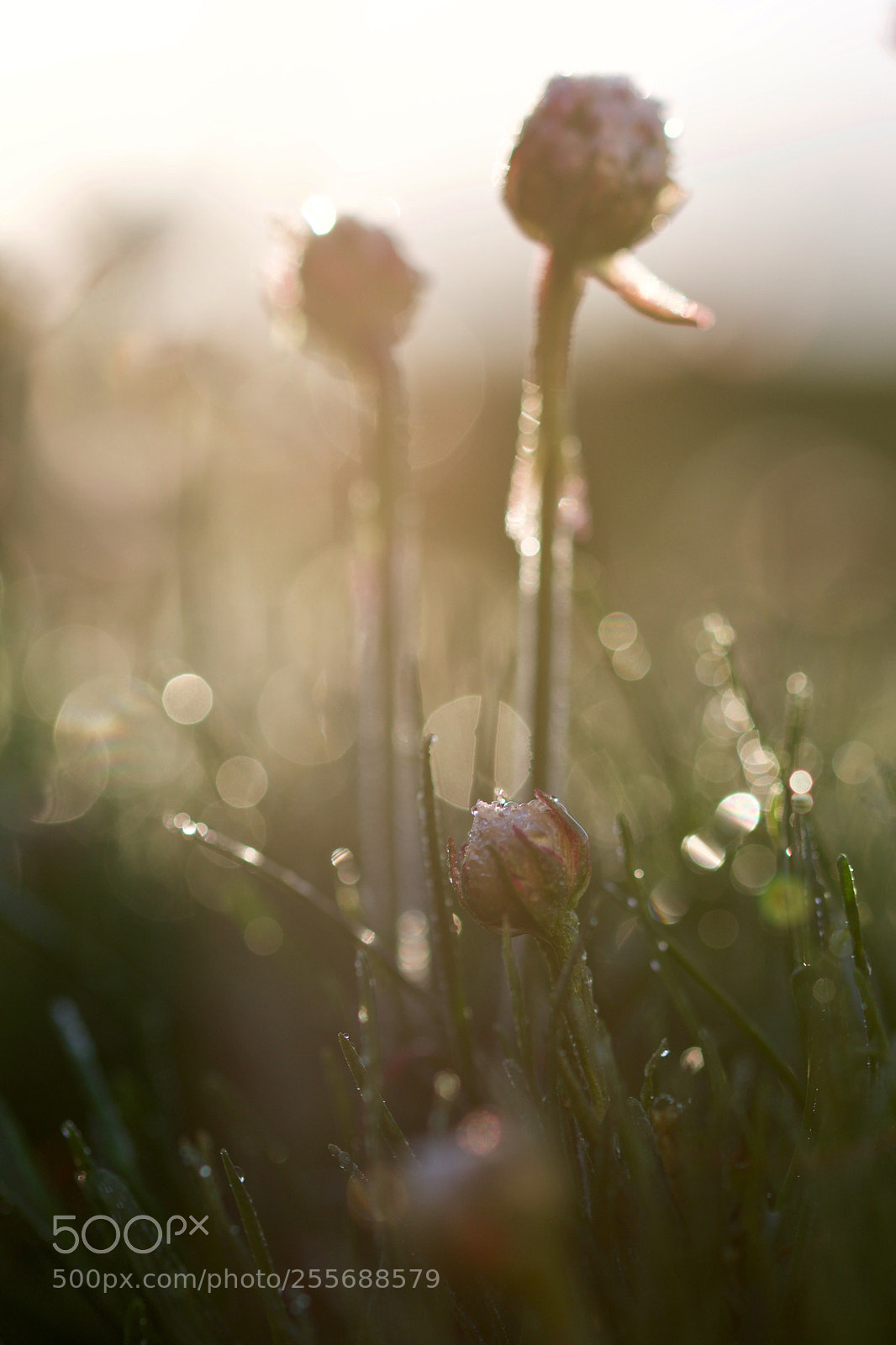 Nikon D500 sample photo. Old  photography