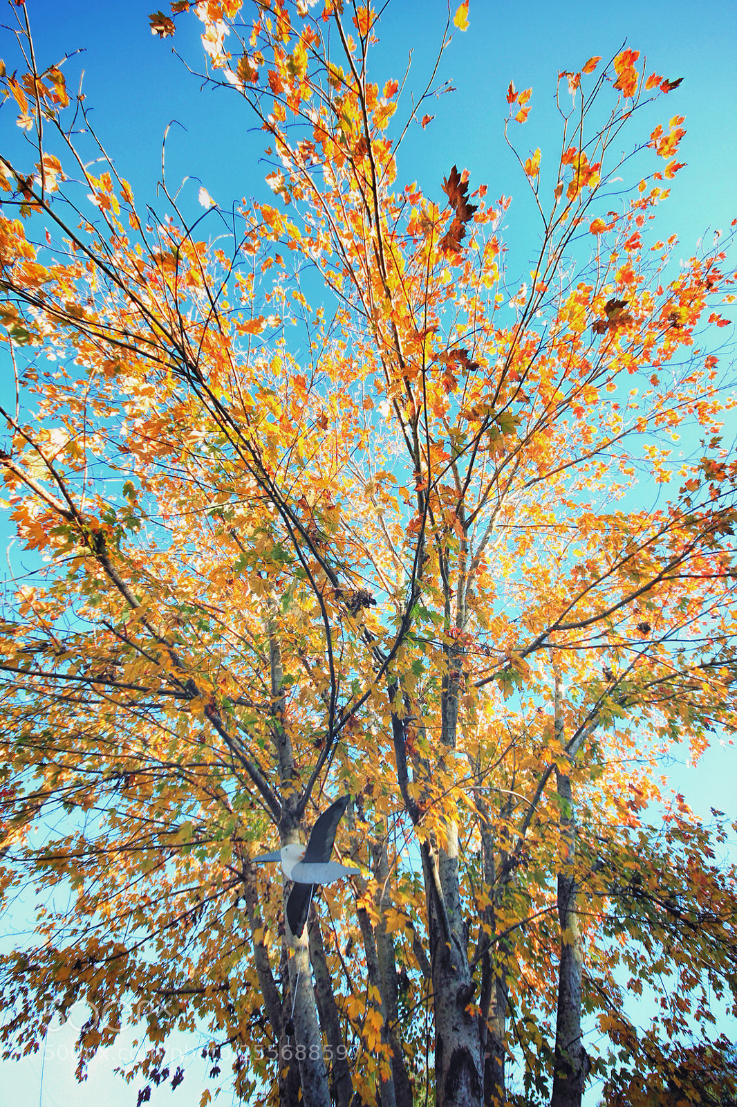 Canon EOS 600D (Rebel EOS T3i / EOS Kiss X5) sample photo. The maple... photography