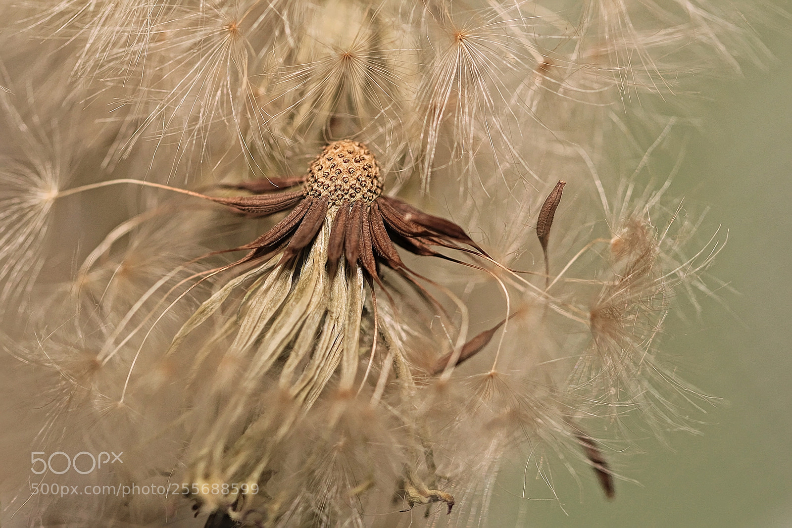 Canon EOS 600D (Rebel EOS T3i / EOS Kiss X5) sample photo. Just dandy... photography