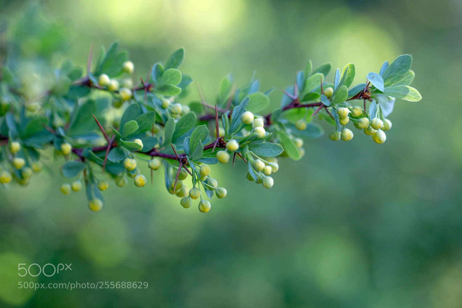 Canon EOS 70D sample photo. Green bokeh photography