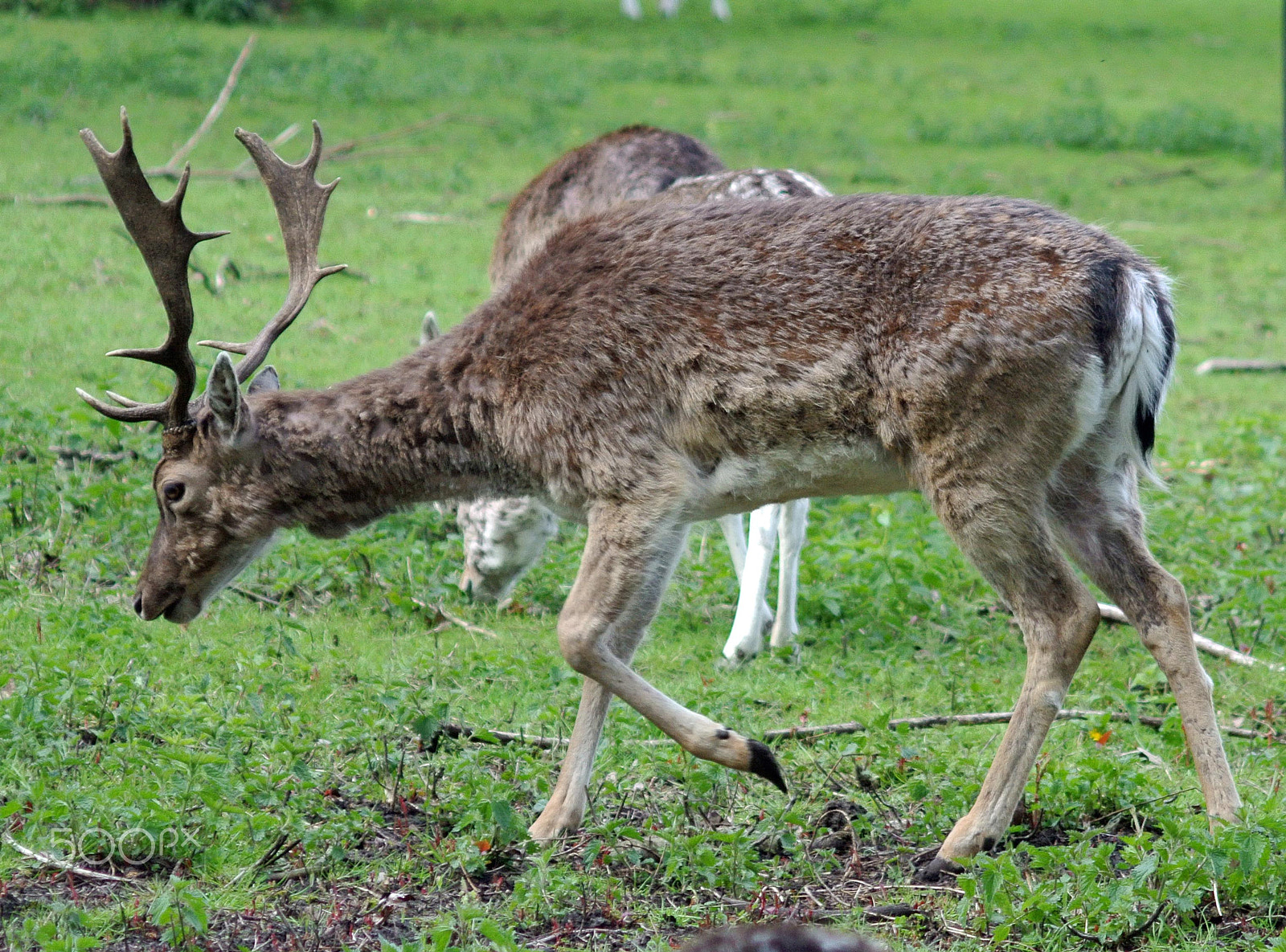 Nikon 1 J1 sample photo. Deer photography