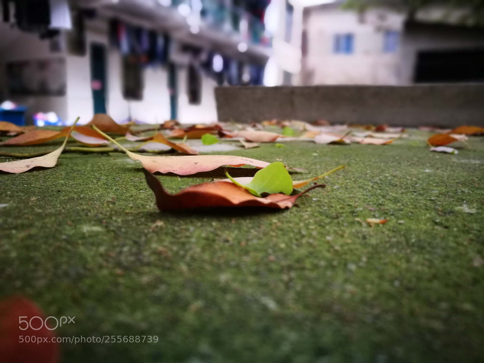 HUAWEI P9 sample photo. Edf photography
