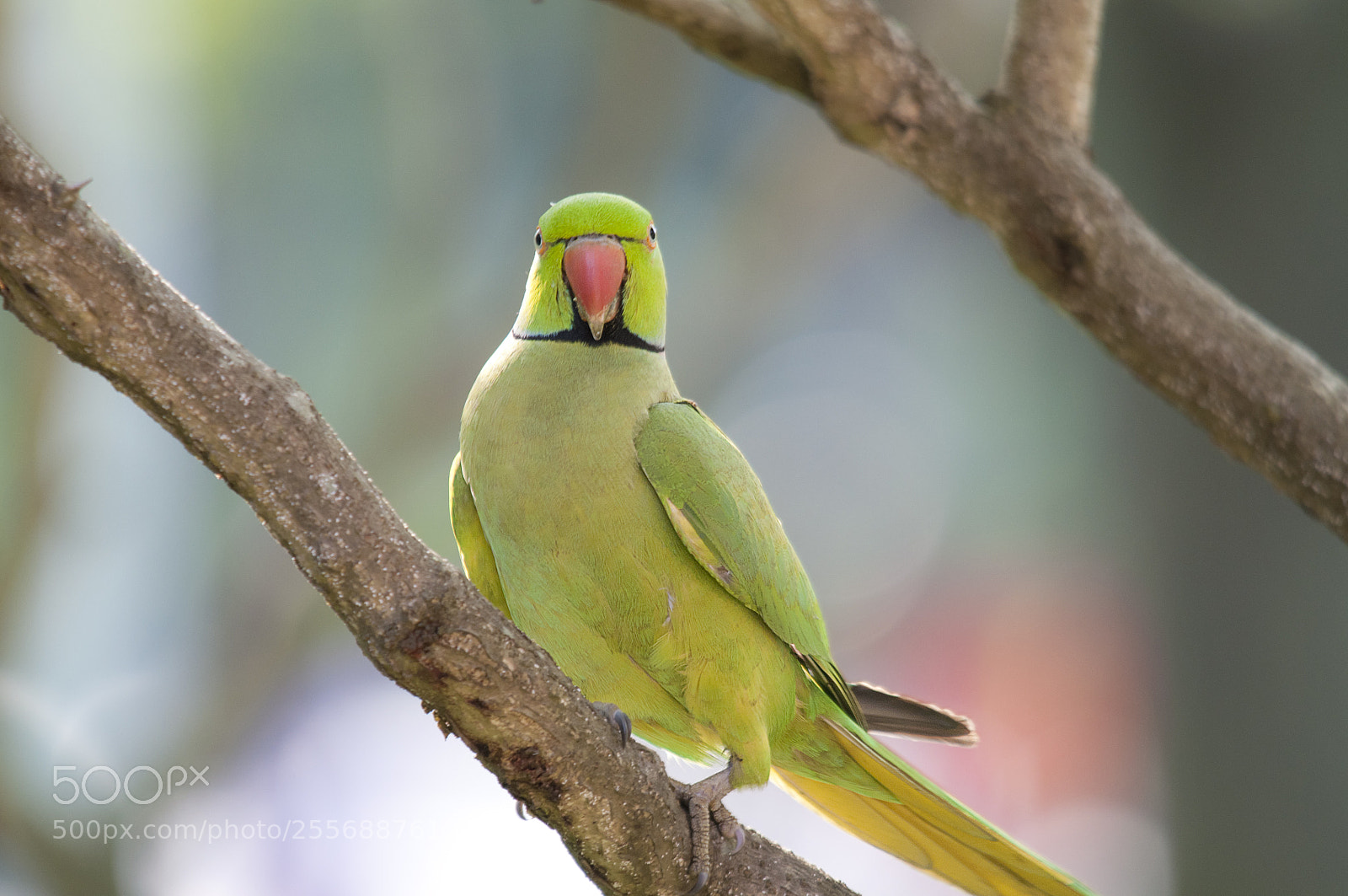 Nikon D90 sample photo. Parrot photography