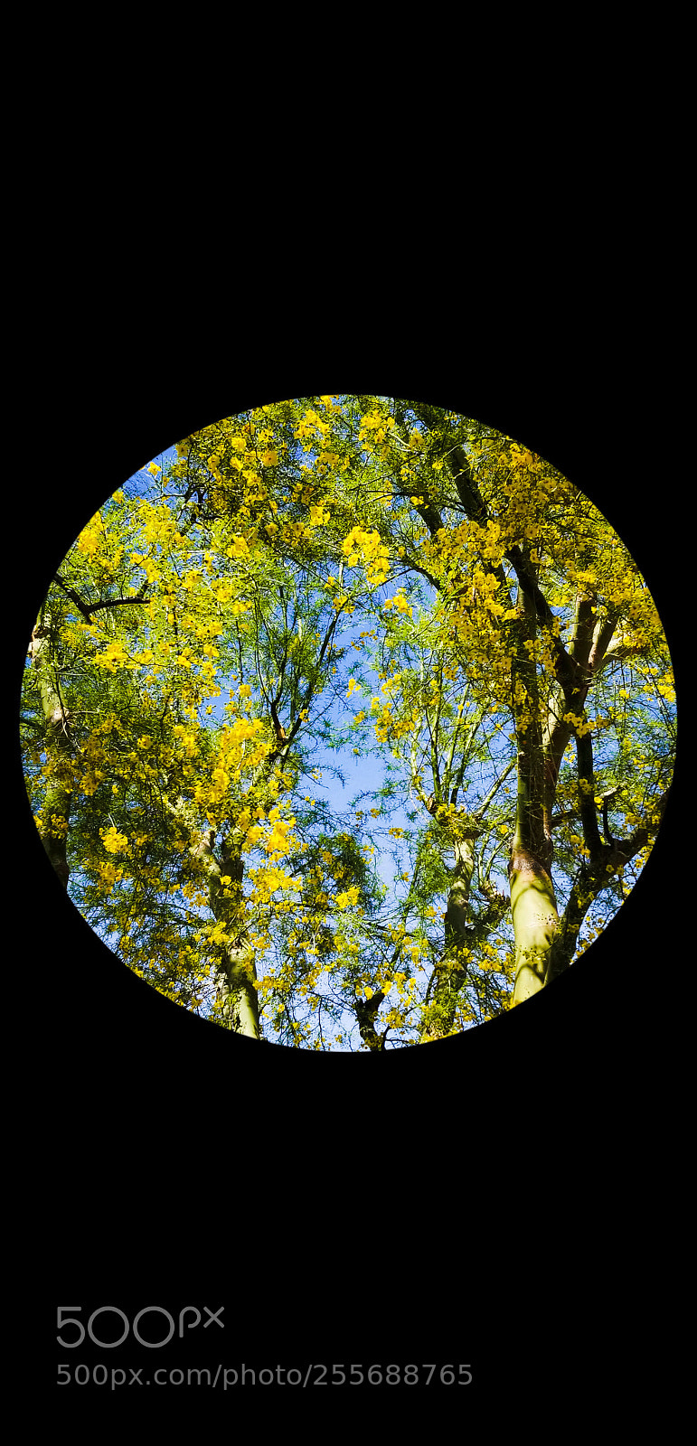 Samsung Galaxy S8+ sample photo. Palo verde tree photography