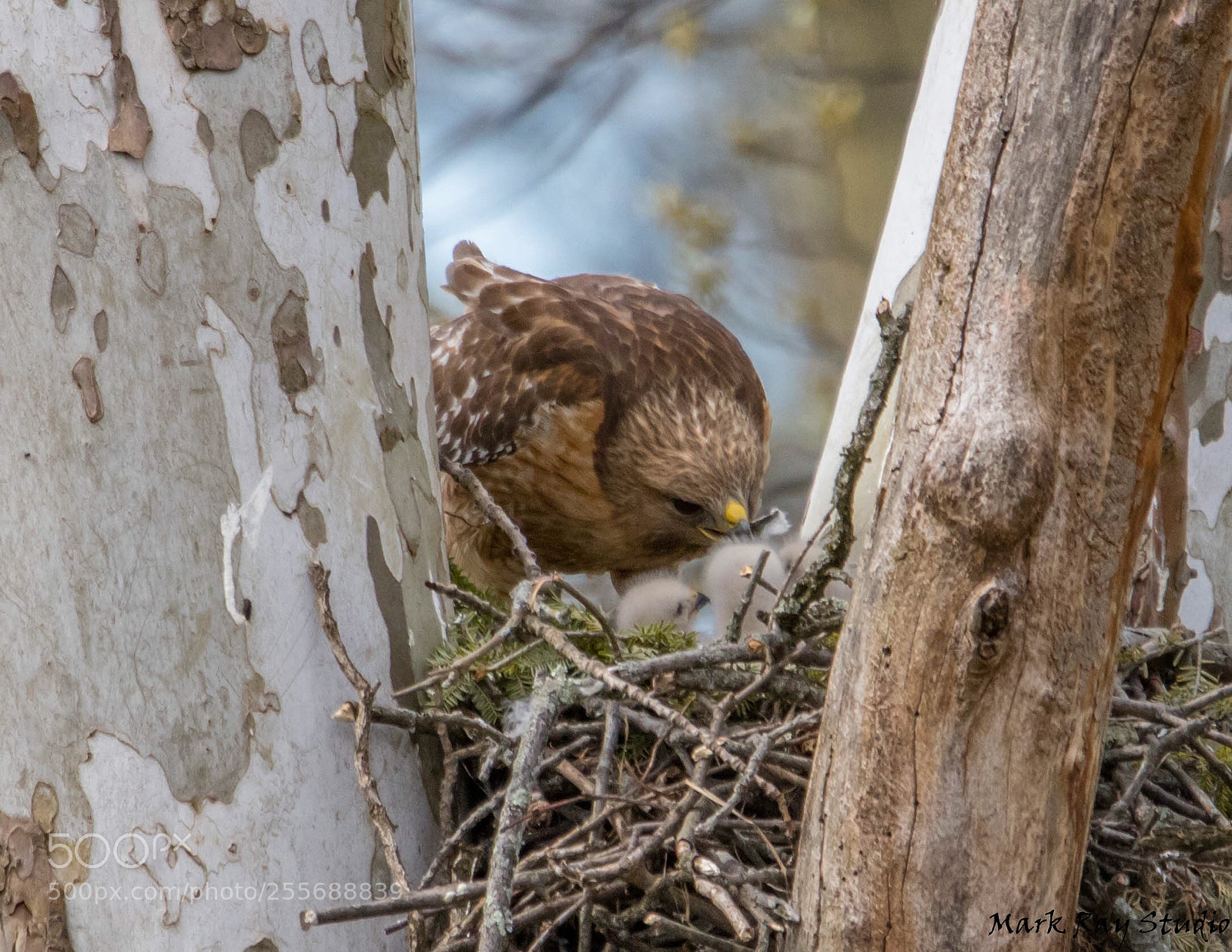 Canon EOS 80D sample photo. Red shouldered hawk  photography