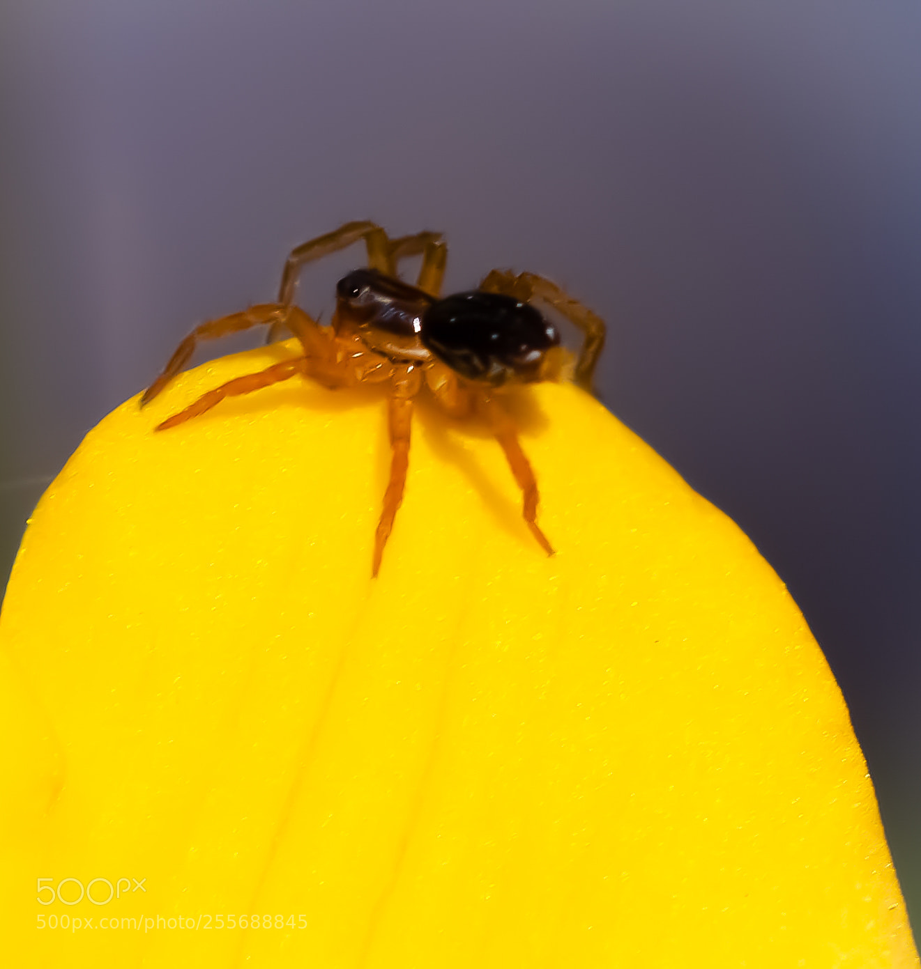 Nikon D3200 sample photo. Tiny spider photography