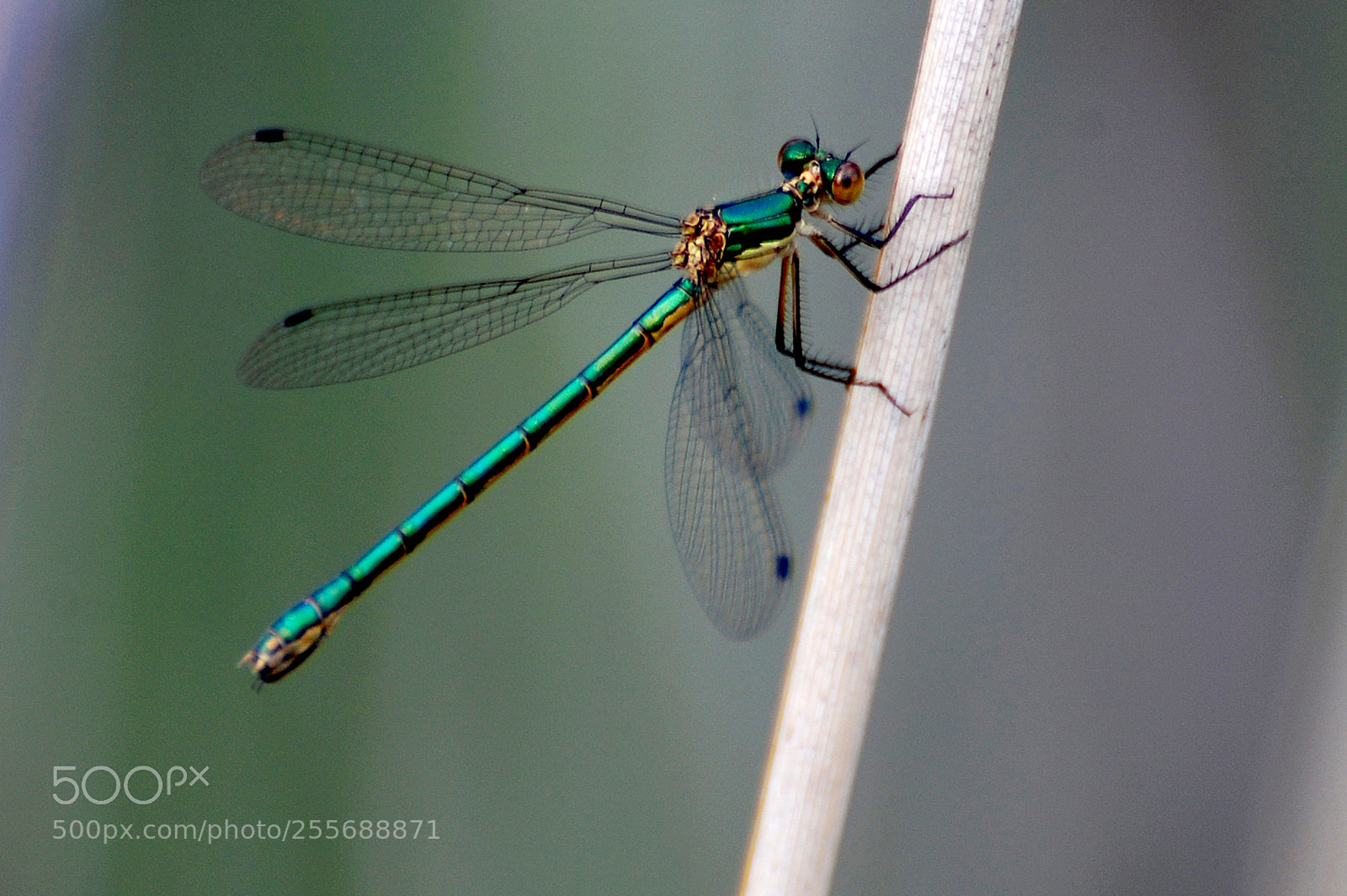 Nikon D40 sample photo. En verde photography